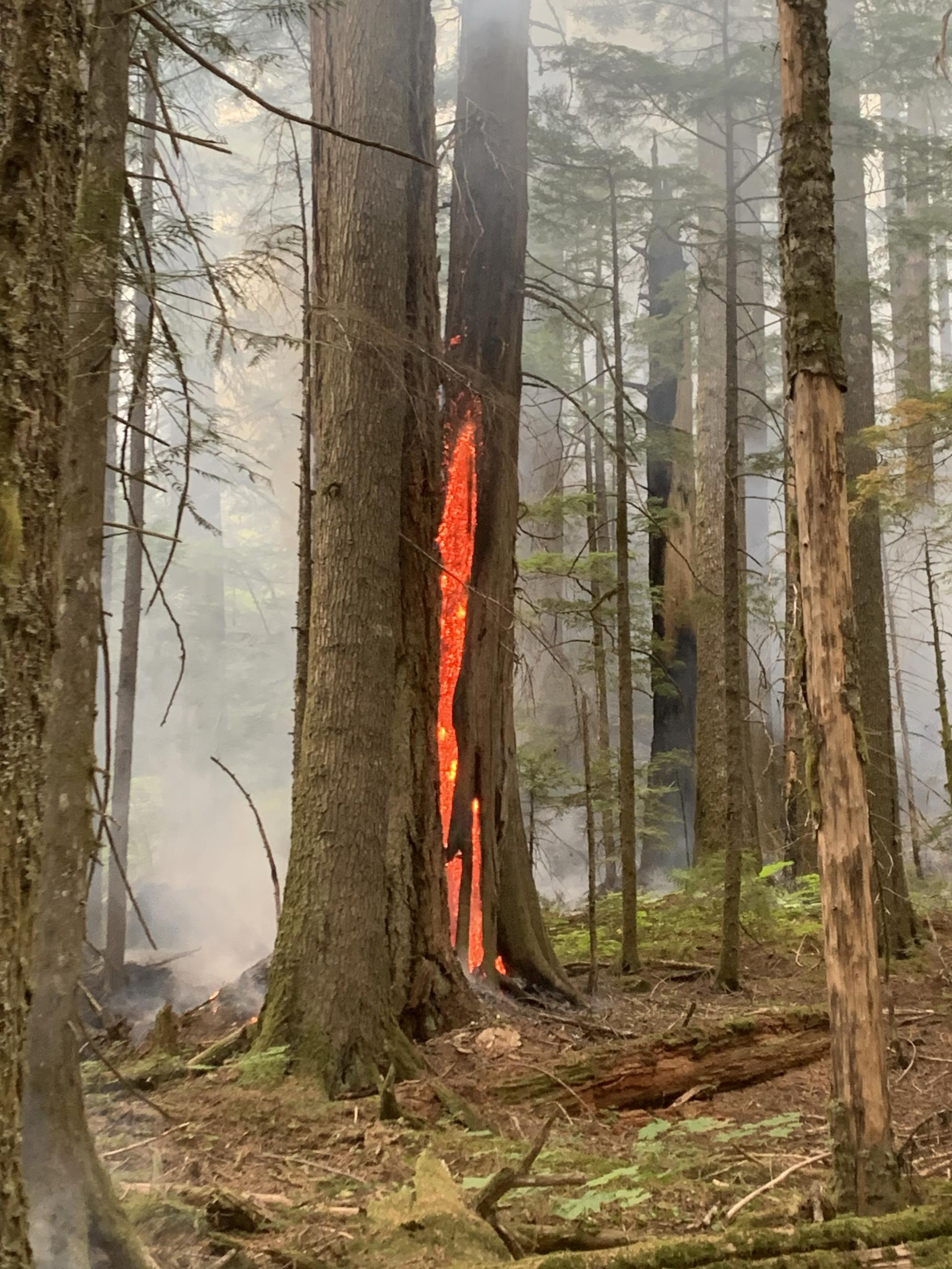 a single tree in a stand of others glows red with fire burning inside its trunk