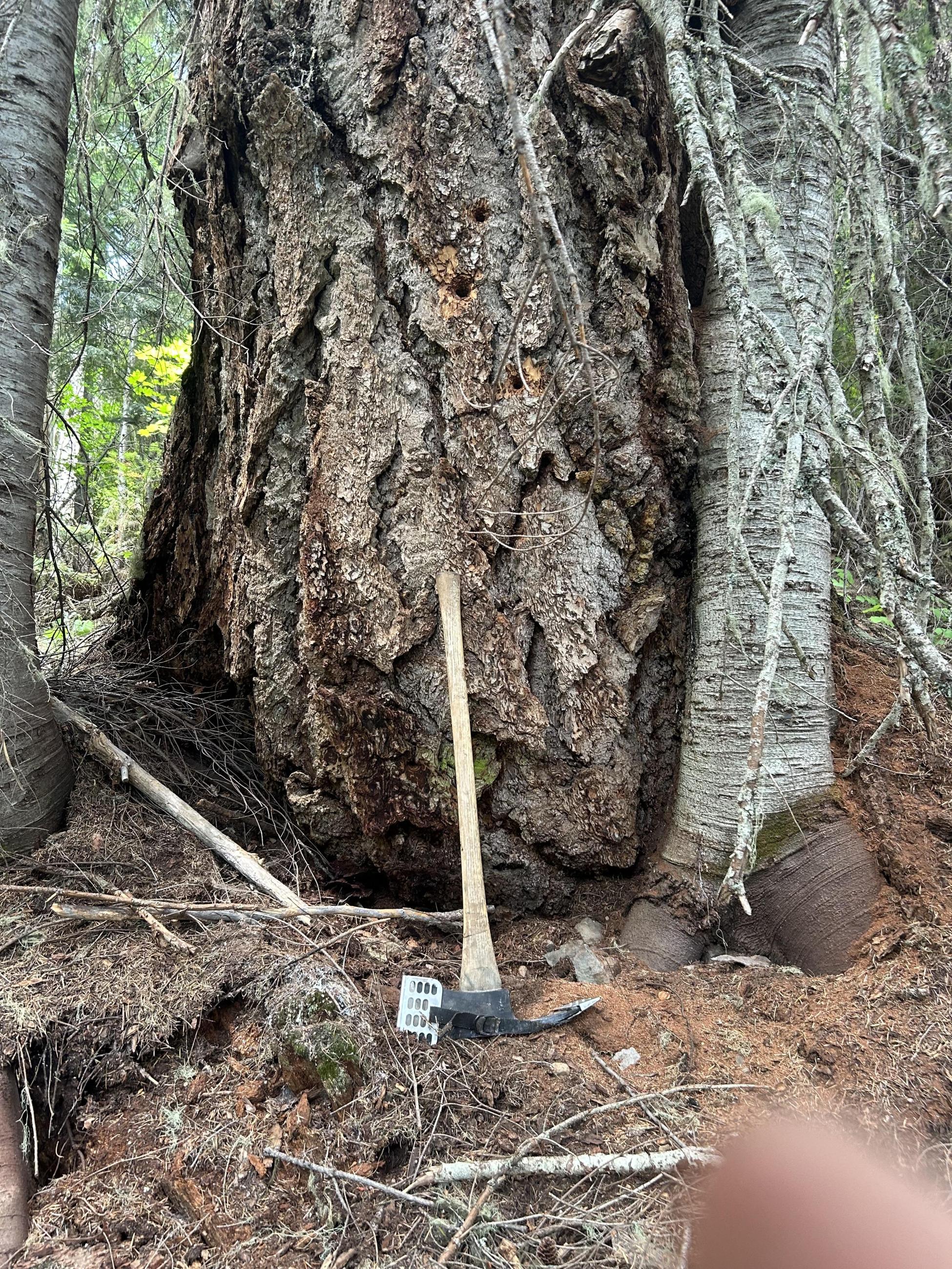 Pulaski next to large tree