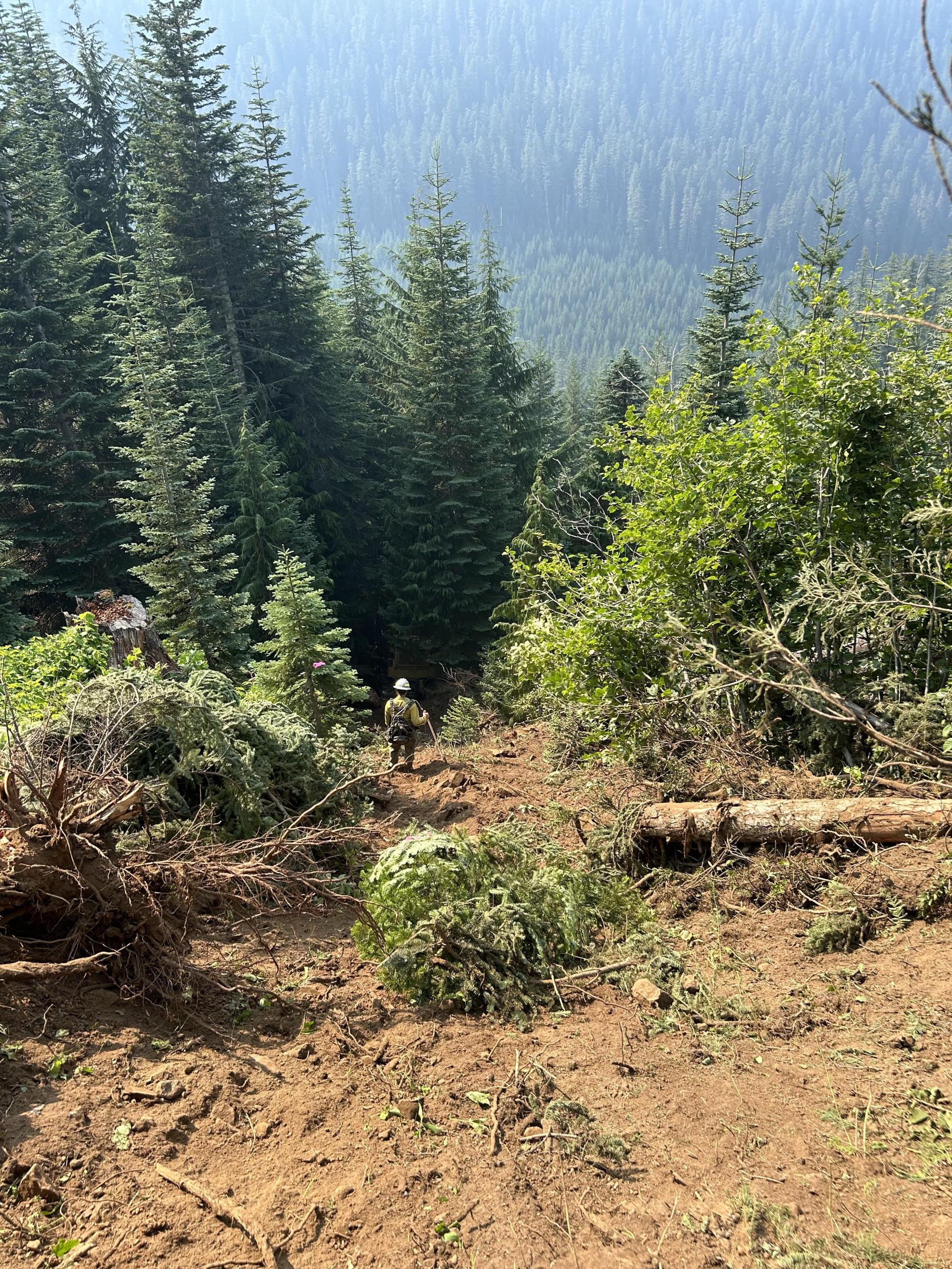 Firefighter in dirt dozer line in middle of vast forest