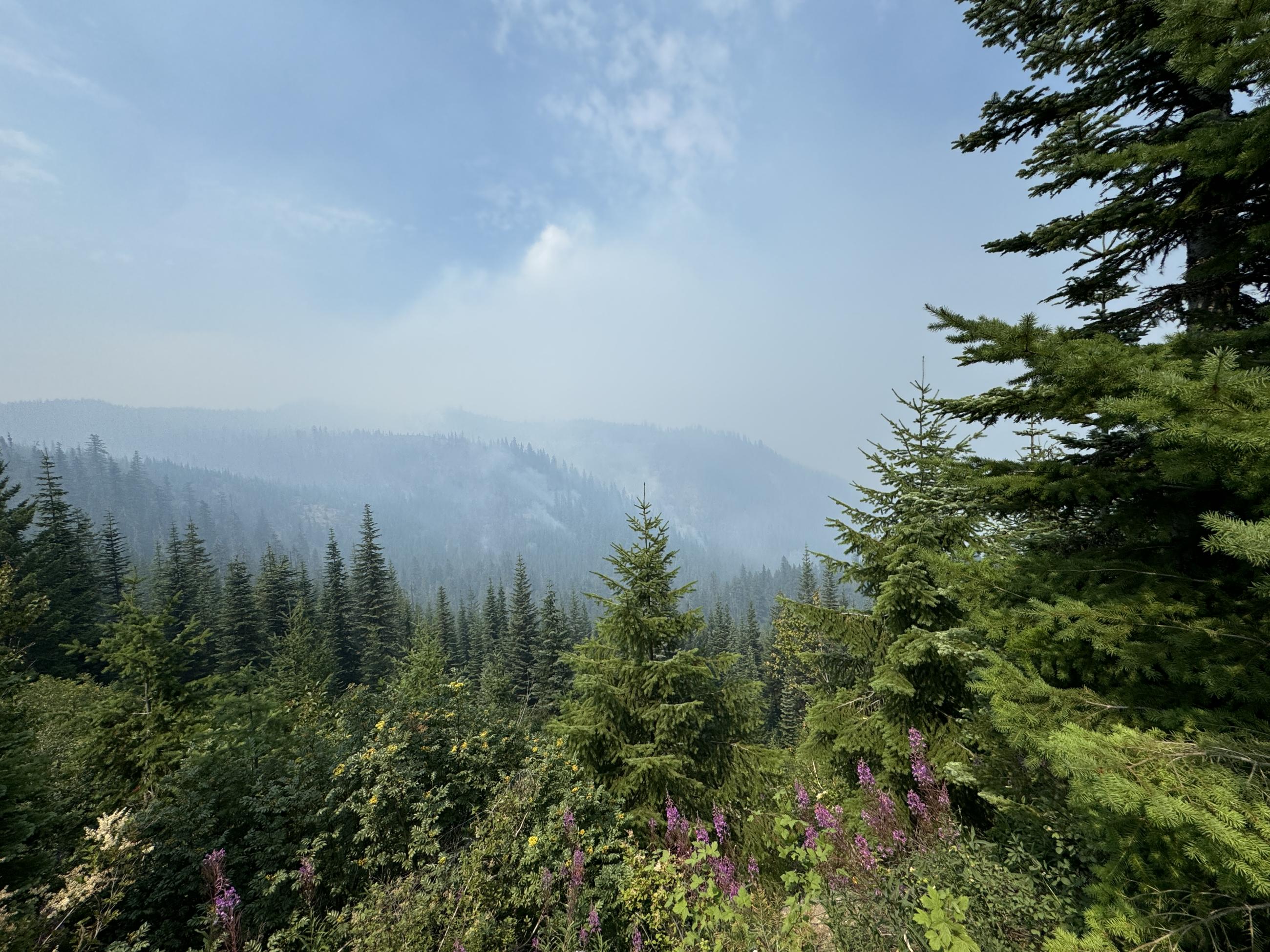 Wide view overlooking smoke in the forest