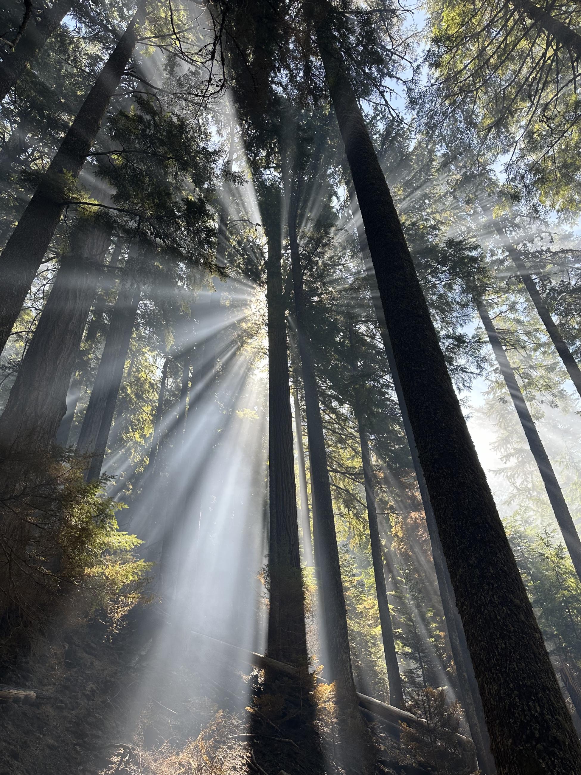 Smoke in trees