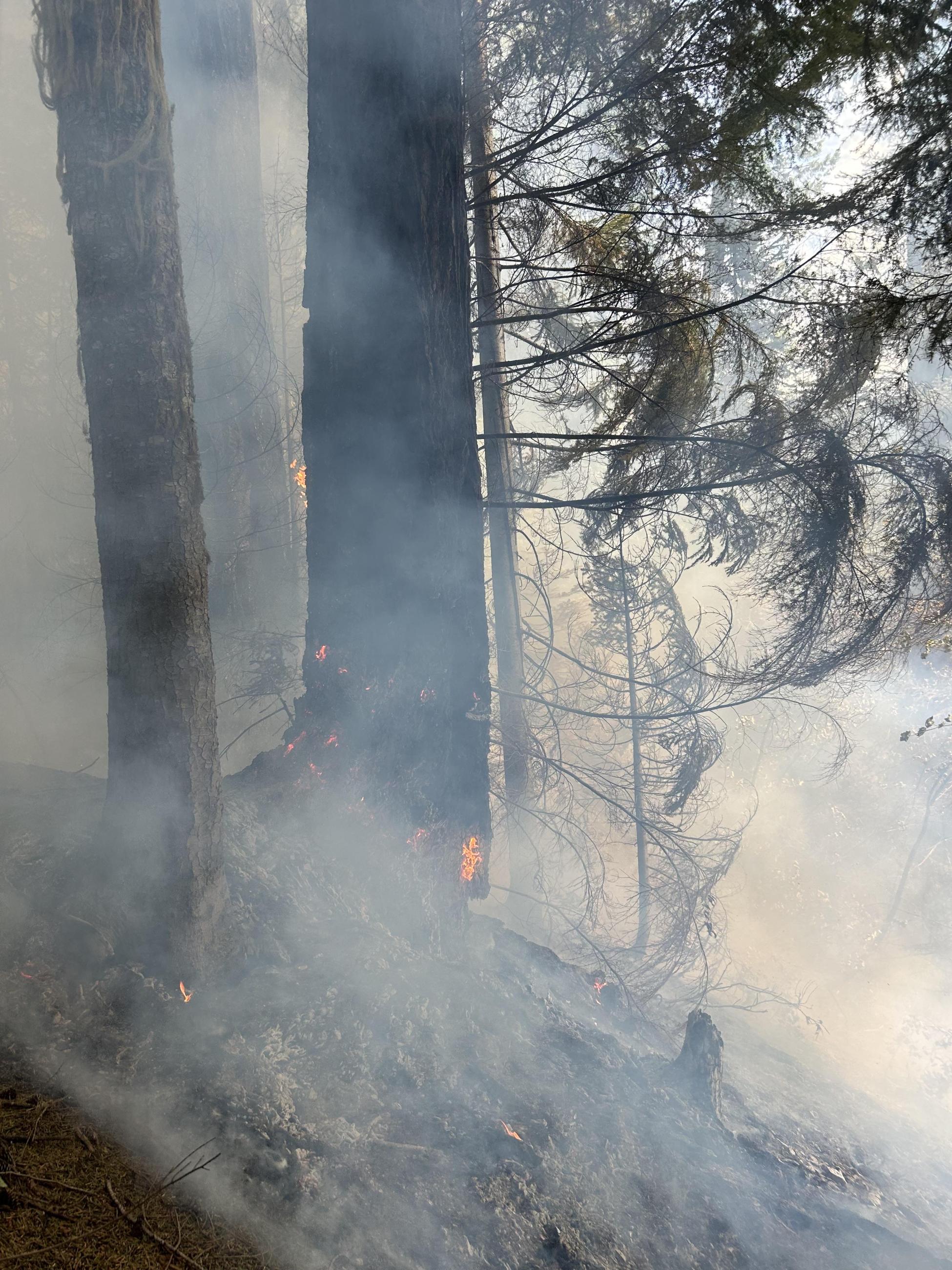 Fire at base of large tree