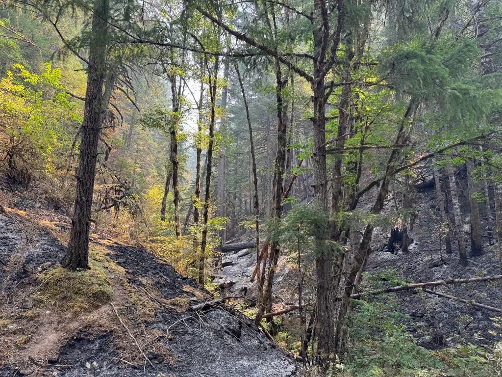 Area of forest with burnt understory ad young green trees