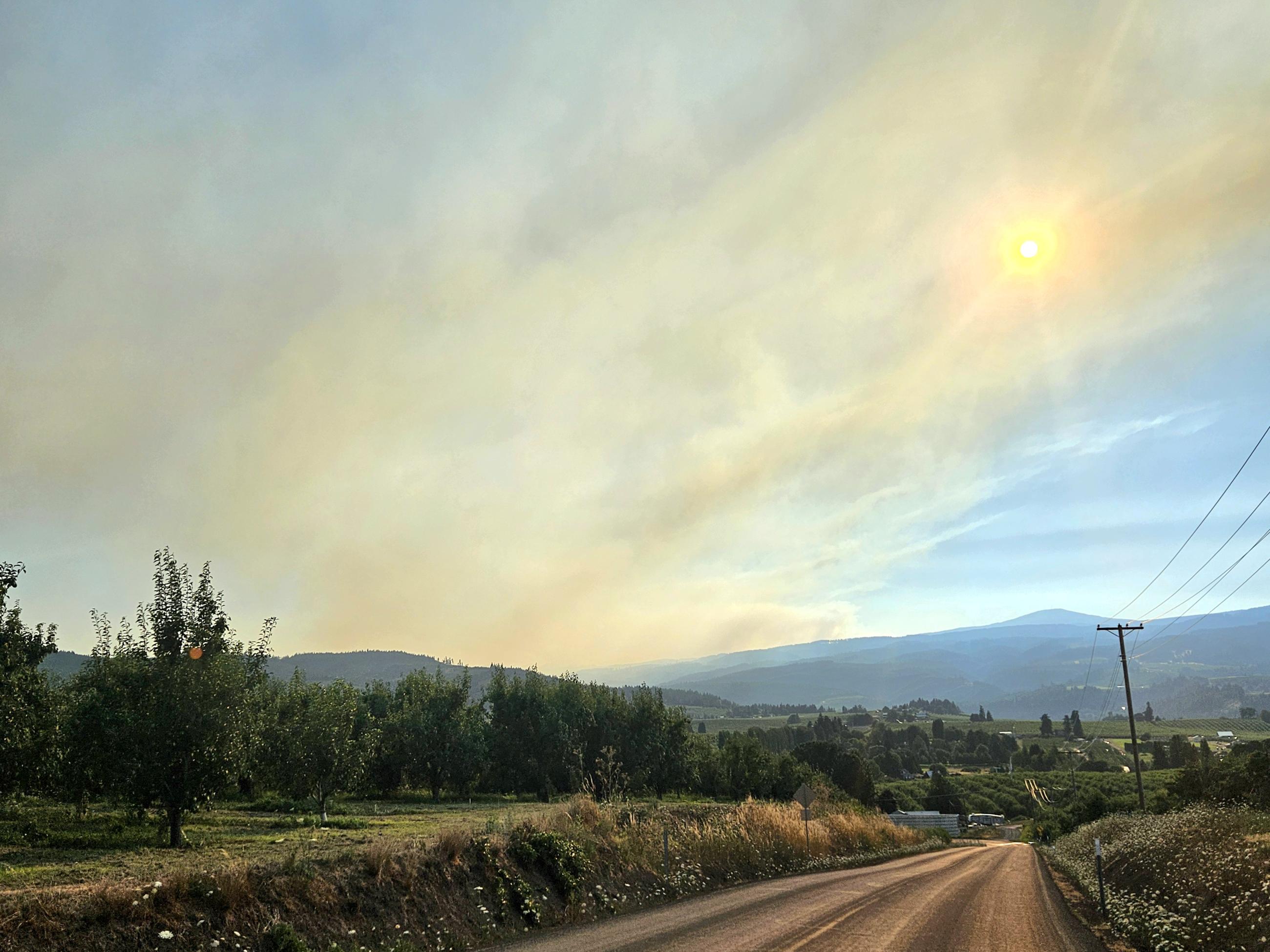 Thin smoke spreads out from a ridgeline on the horizon above orchards of pear trees alongside a country road.