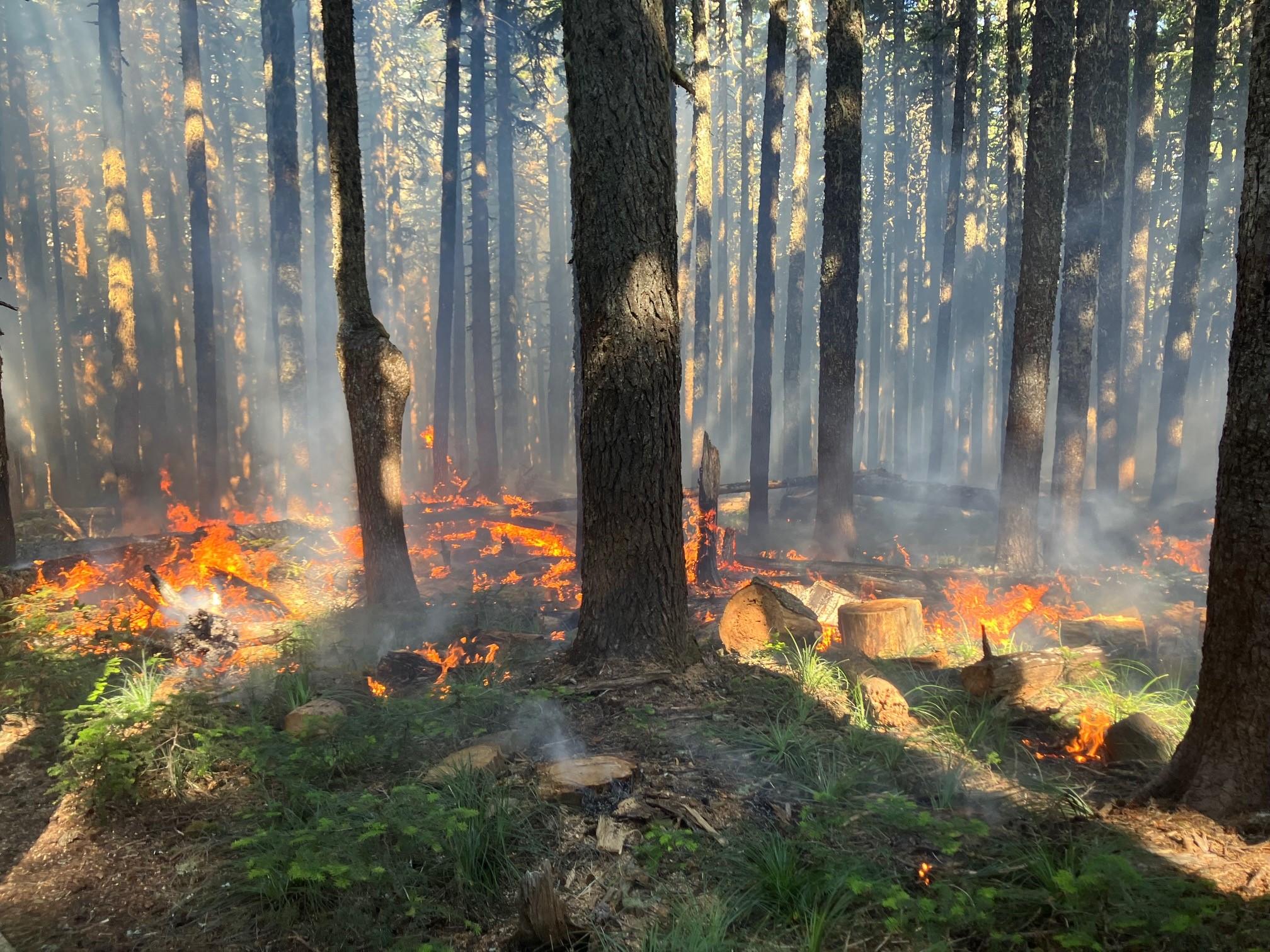 Ground firing operations on the Whisky Creek Fire August 8