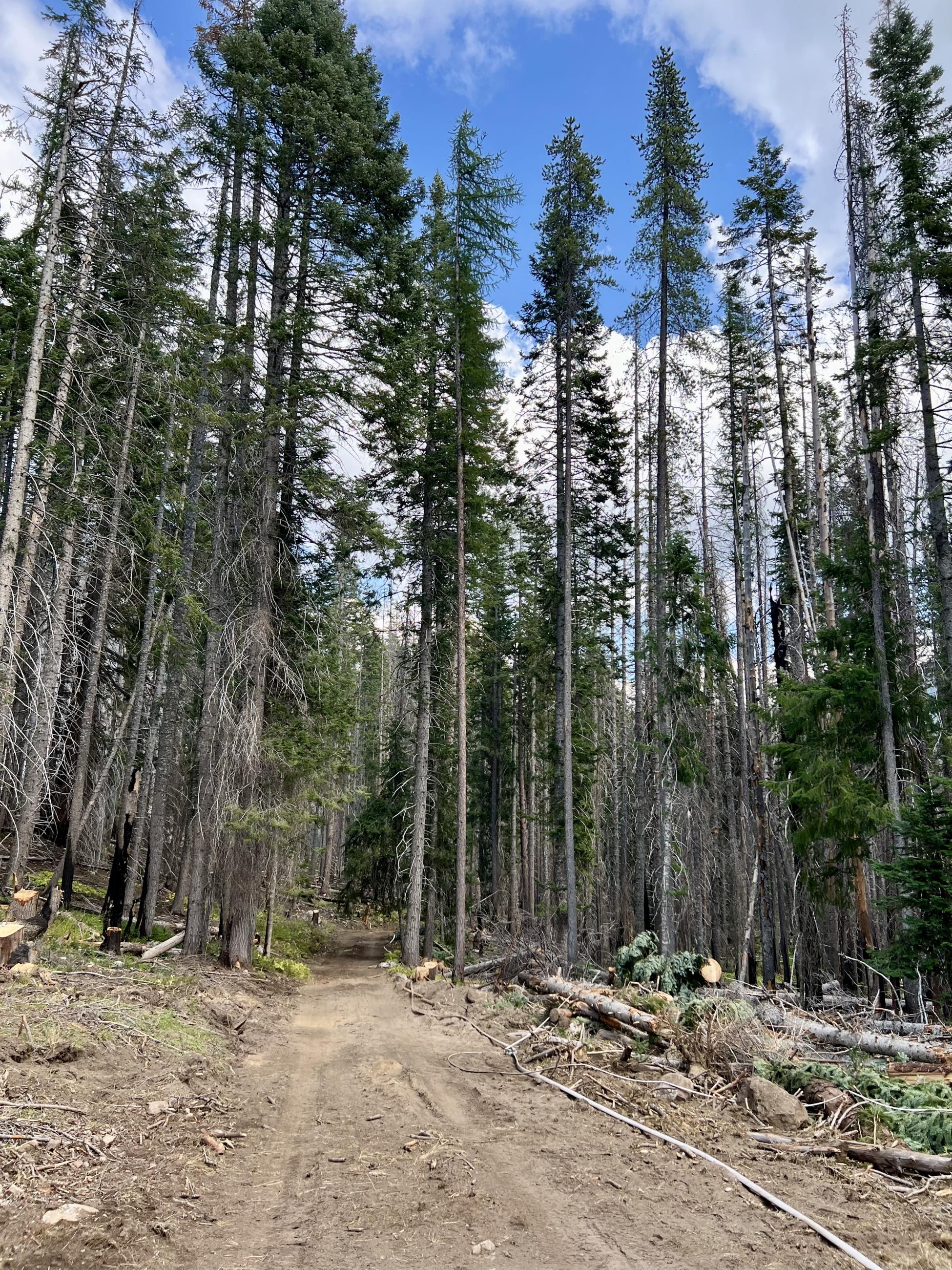 Control line between fire and highway