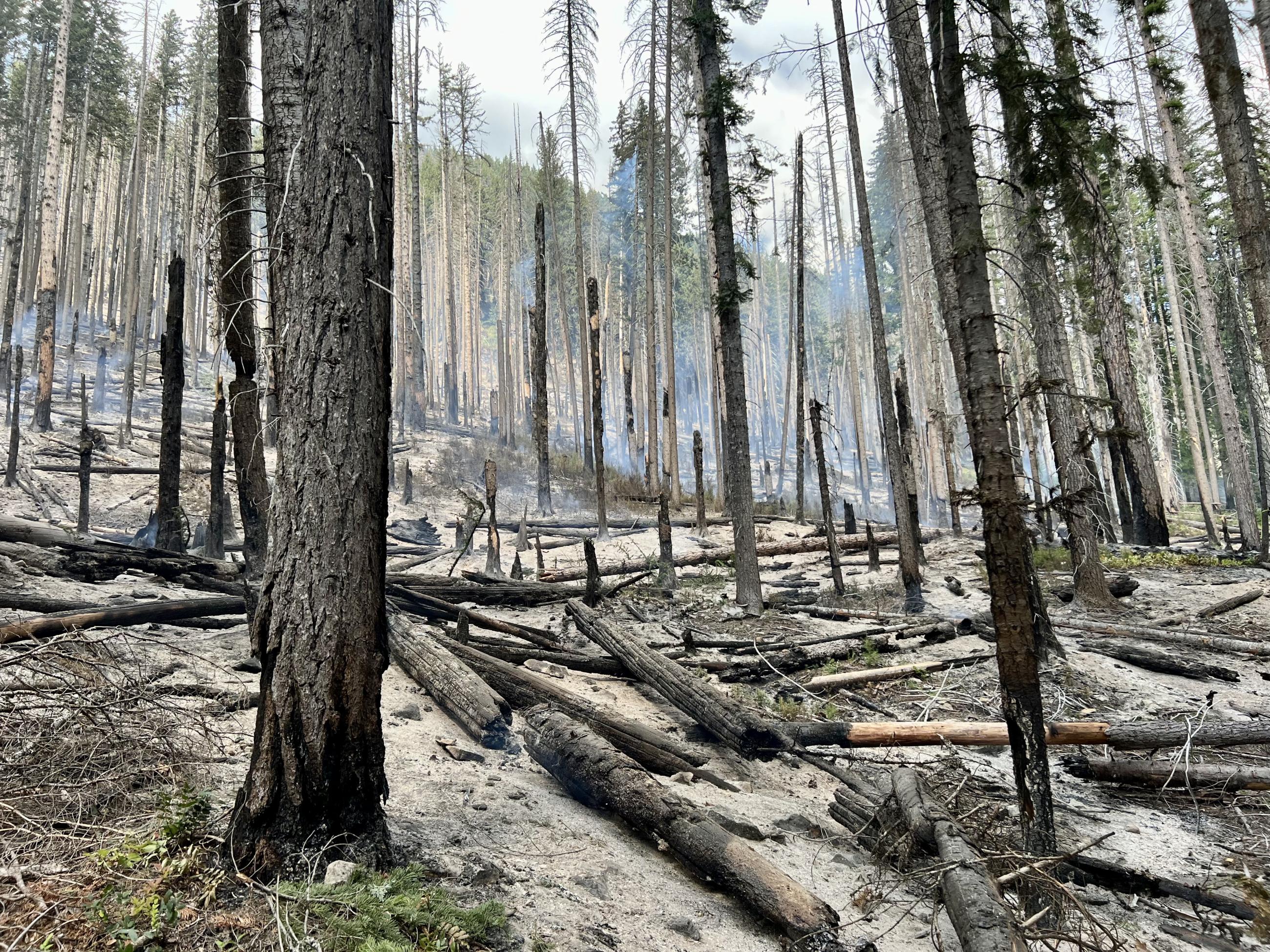 Fire area of the Lodgepole Fire