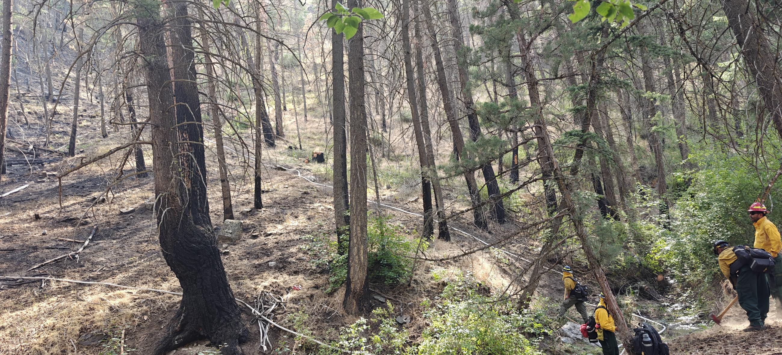 Five firefighters in personal protective equipment work in a forest with tools and hose