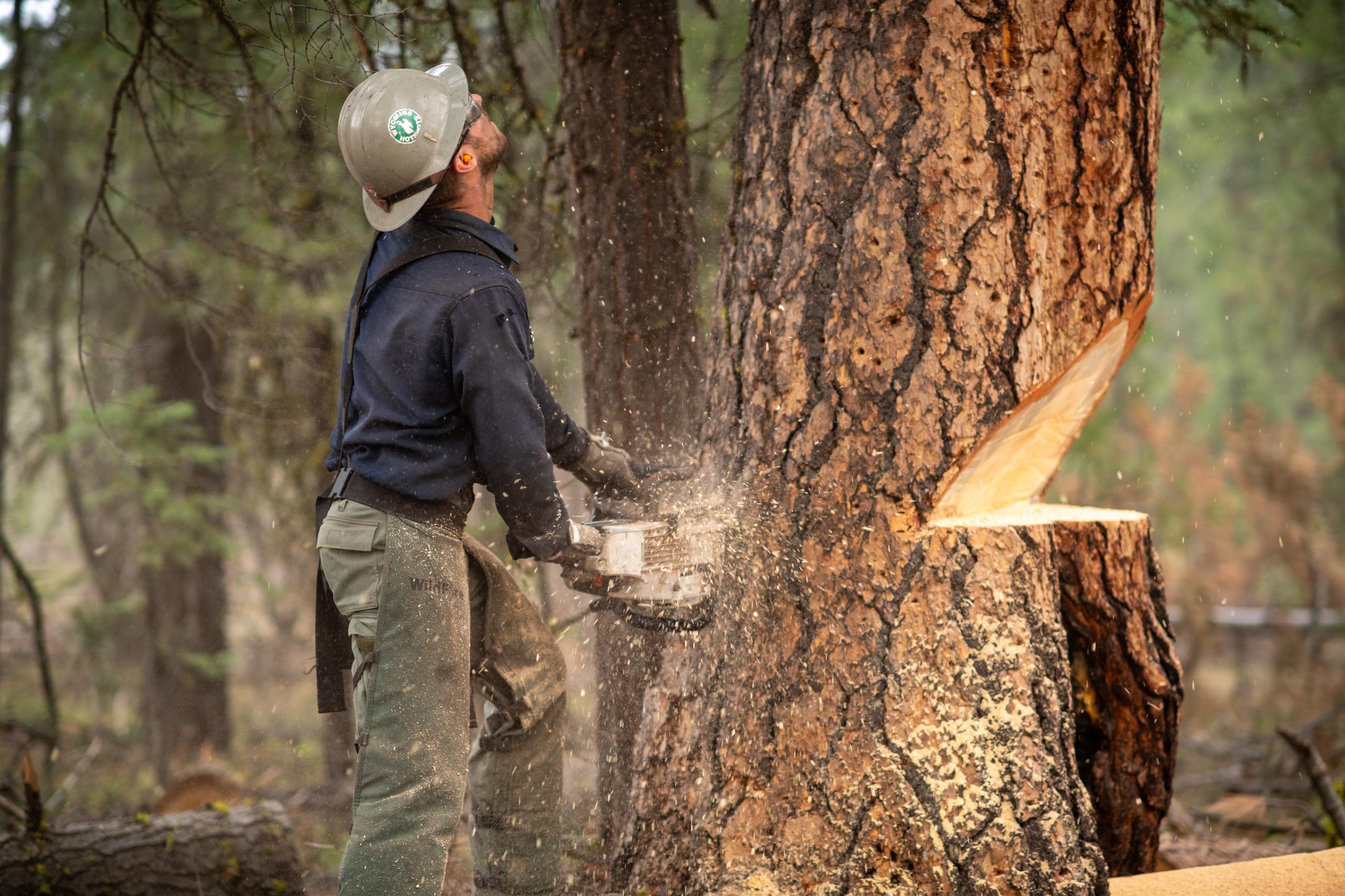 Tree felling operation on the Telegraph Fire 