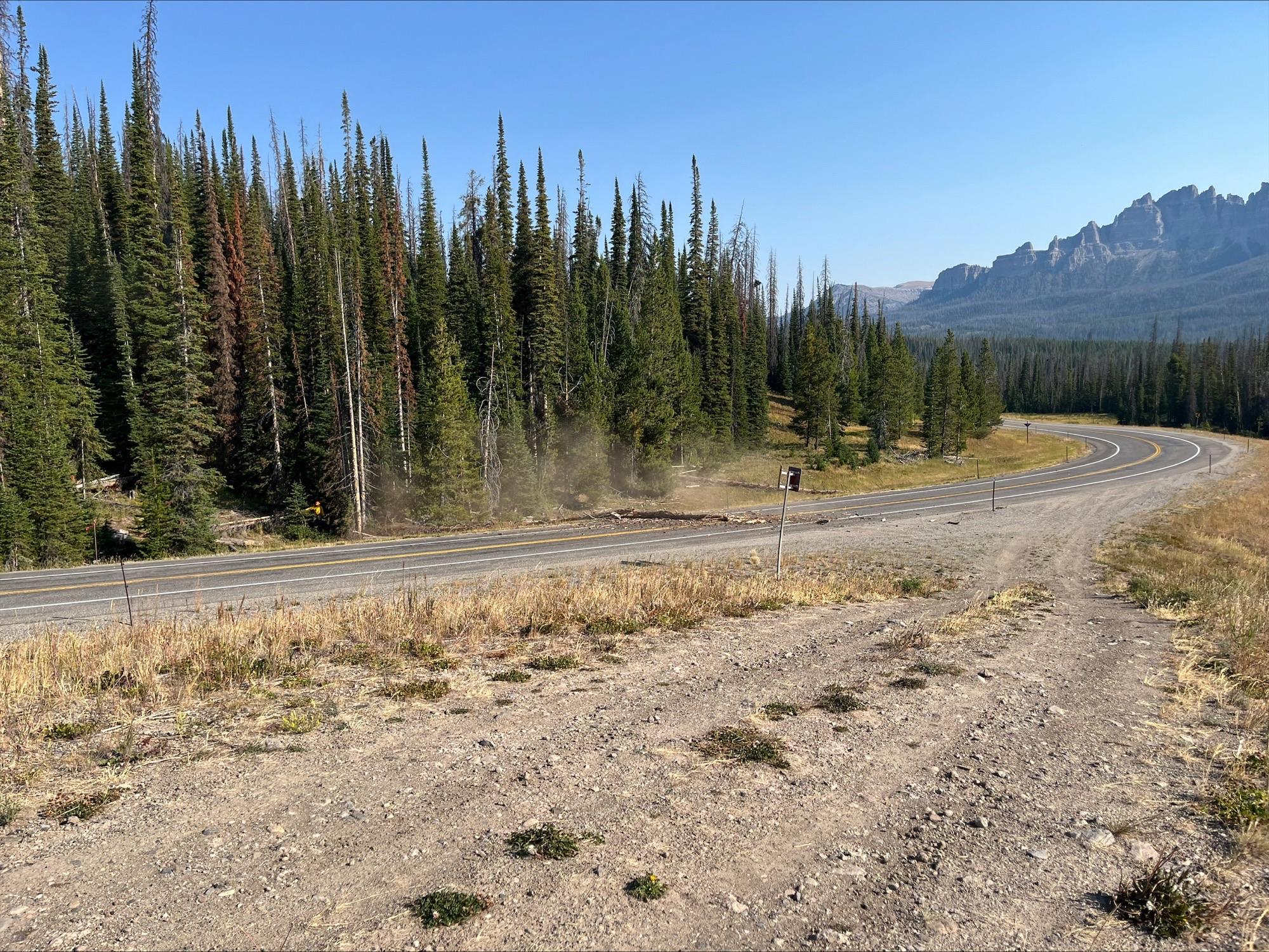 hazard tree mitigation