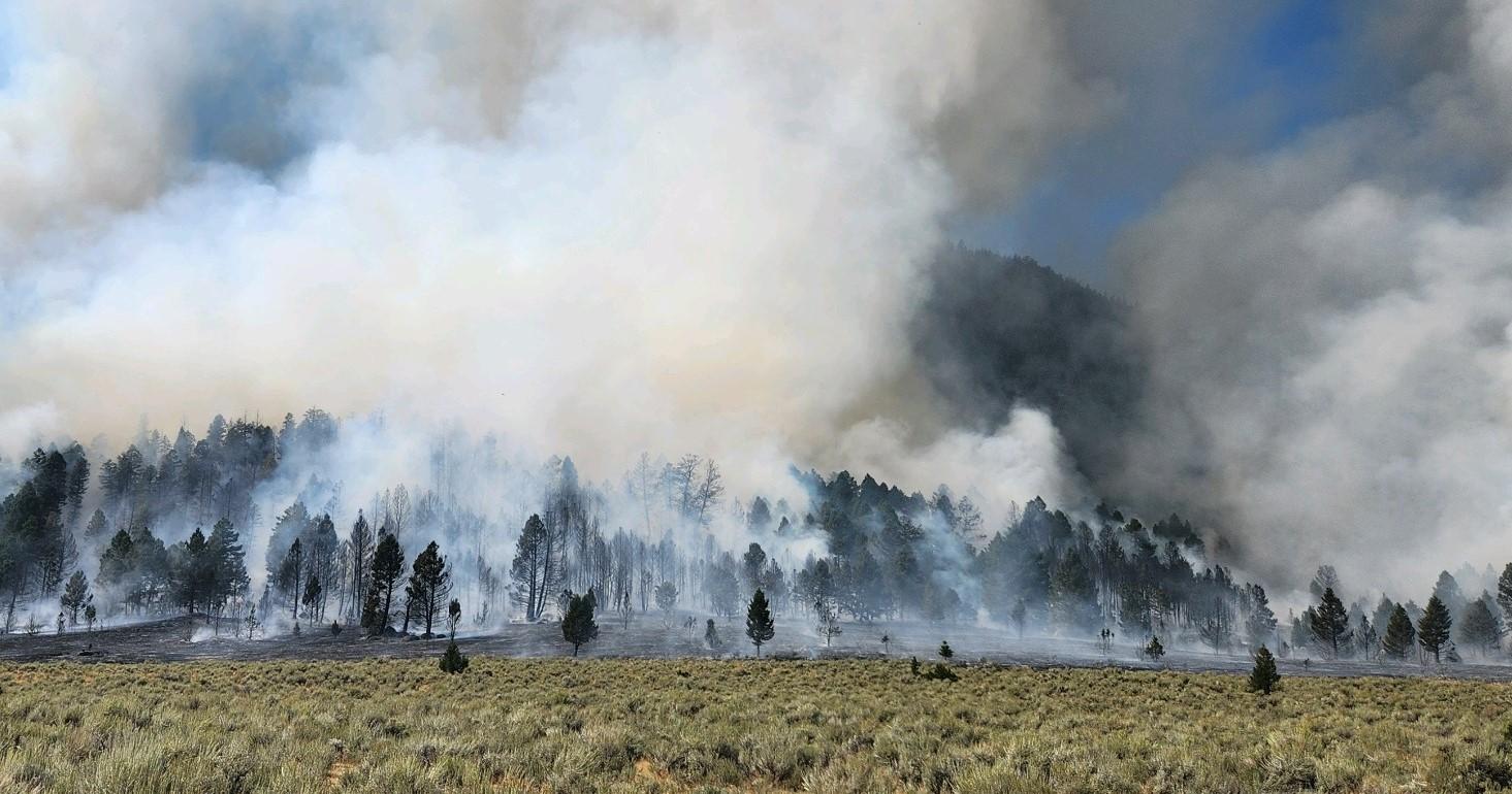 Forested landscape with ground fire burning vegetation, with unburned sagebrush meadow in the foreground.