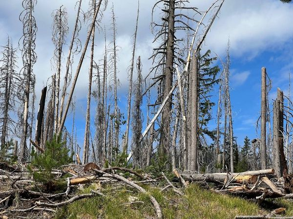 picture of Standing Dead Trees Pose Hazard to Firefighters