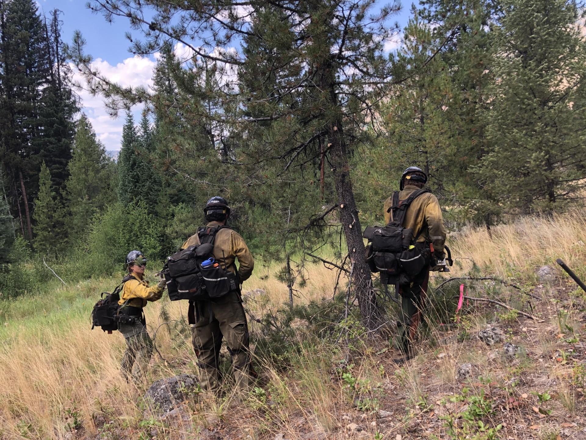 Crew limbing up a tree