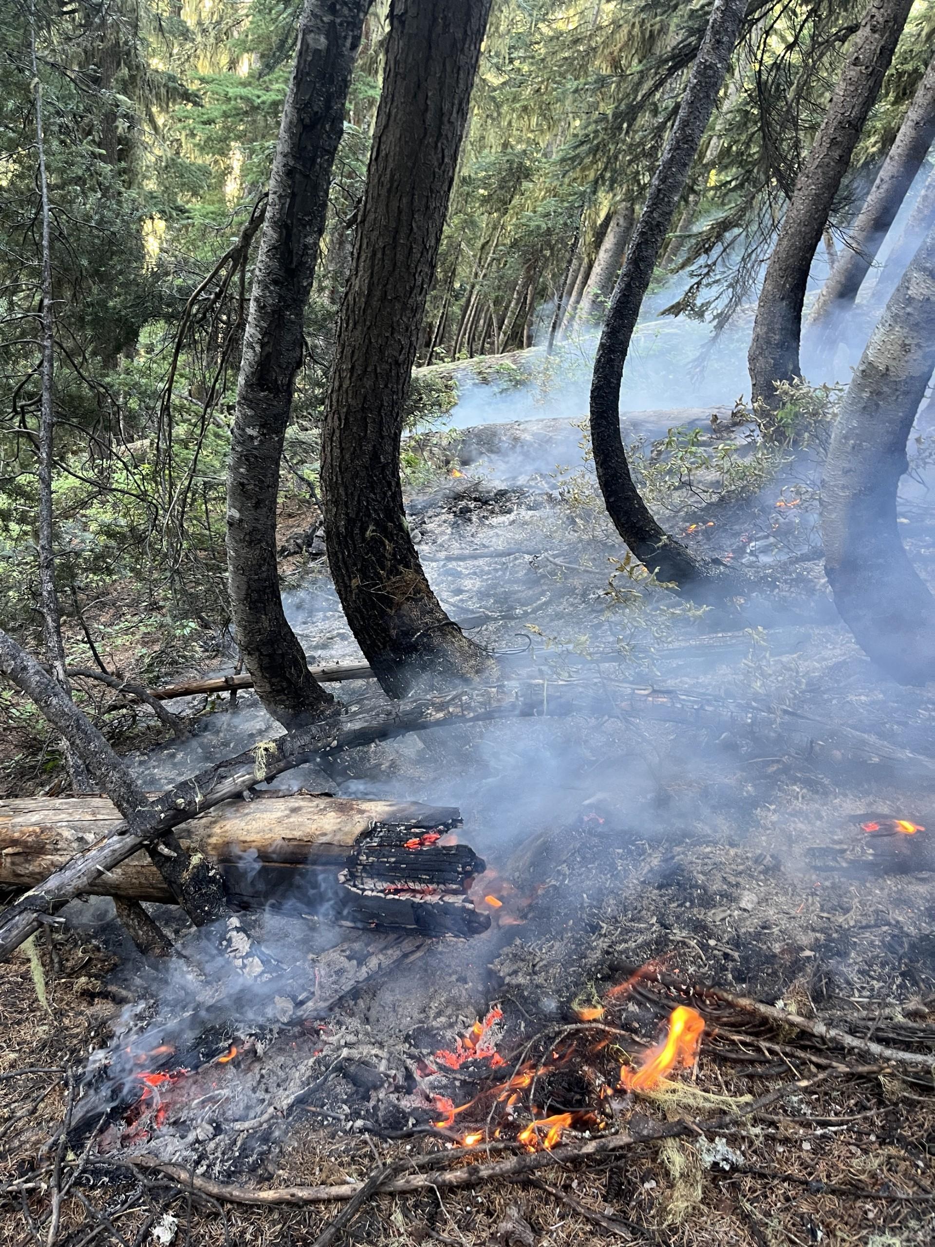 fire burns dead and down logs on the forest floor on a steep hillside