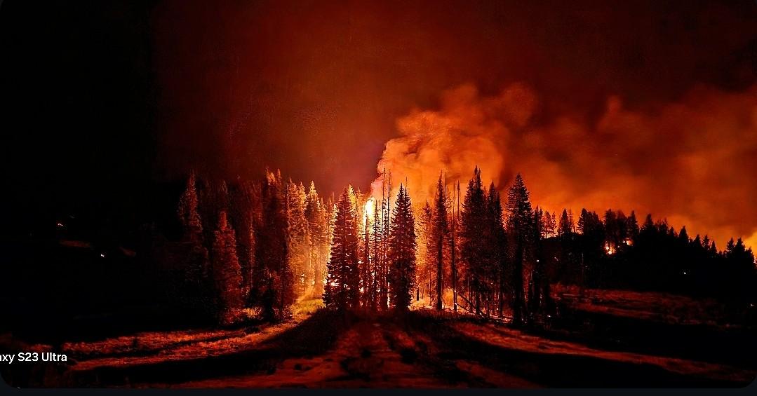 Tree torching during night ops