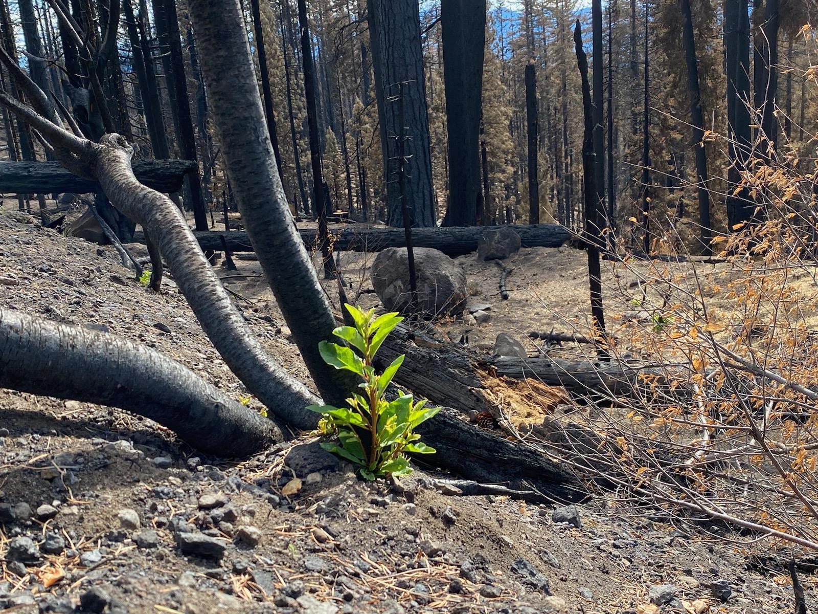 A green sprout is growing from the base of a burned plant