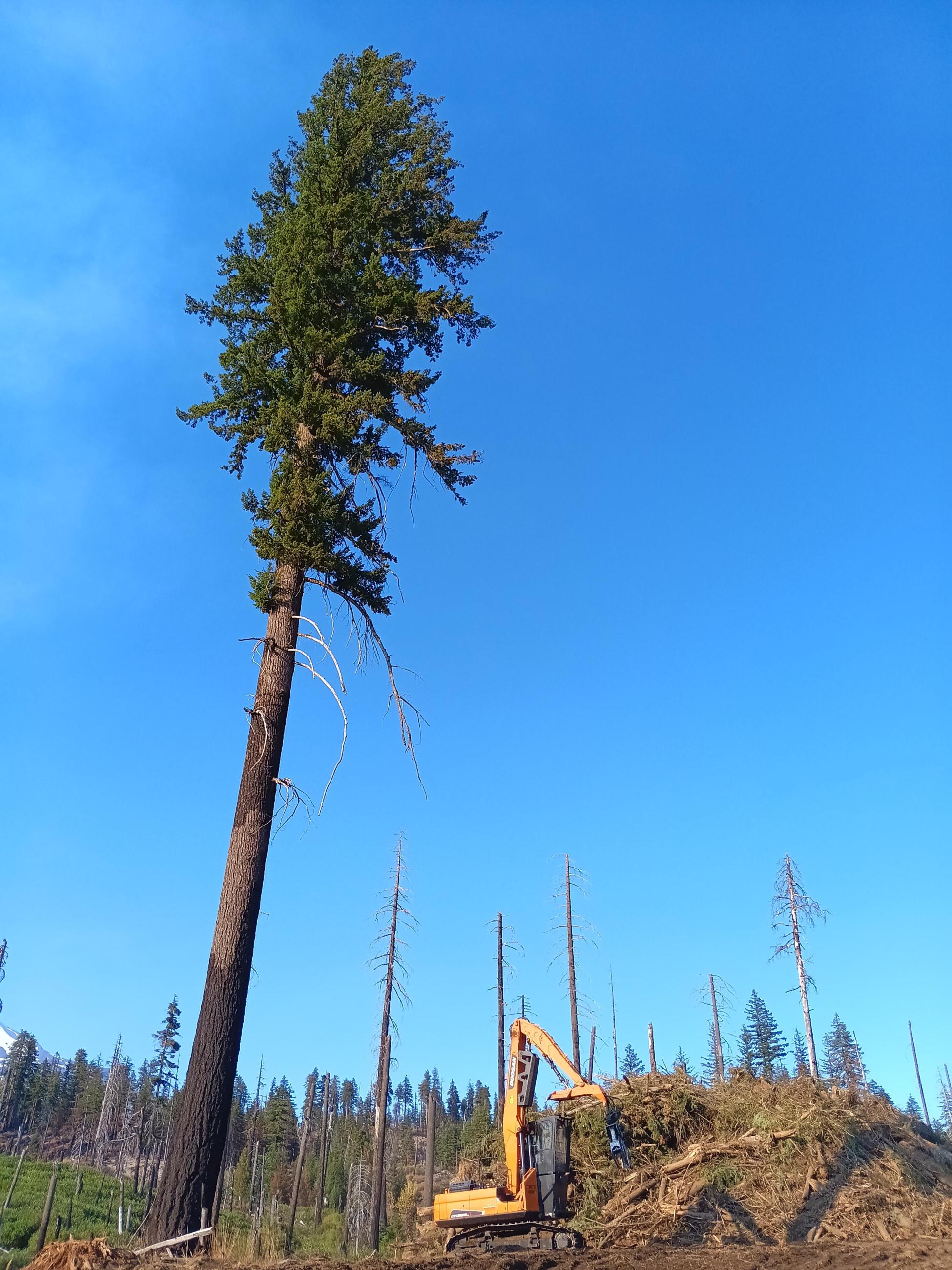 Tree that survived past fires towers over an excavator piling woody debris