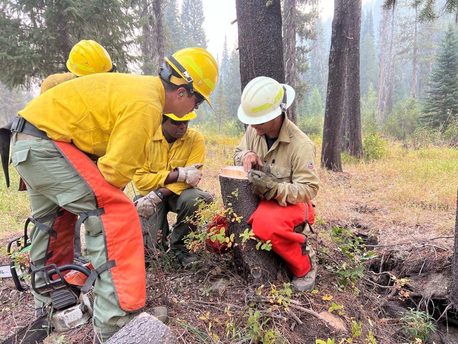 Sawyer showing firefighter a tree cut