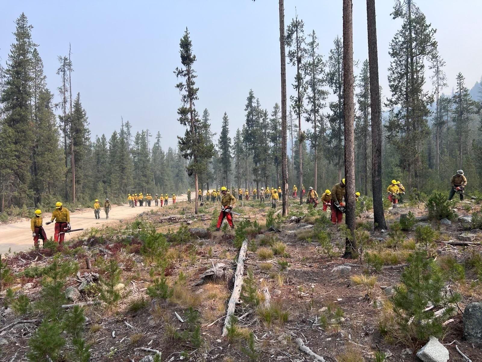 Firefighters using chainsaws to cut trees along fireline