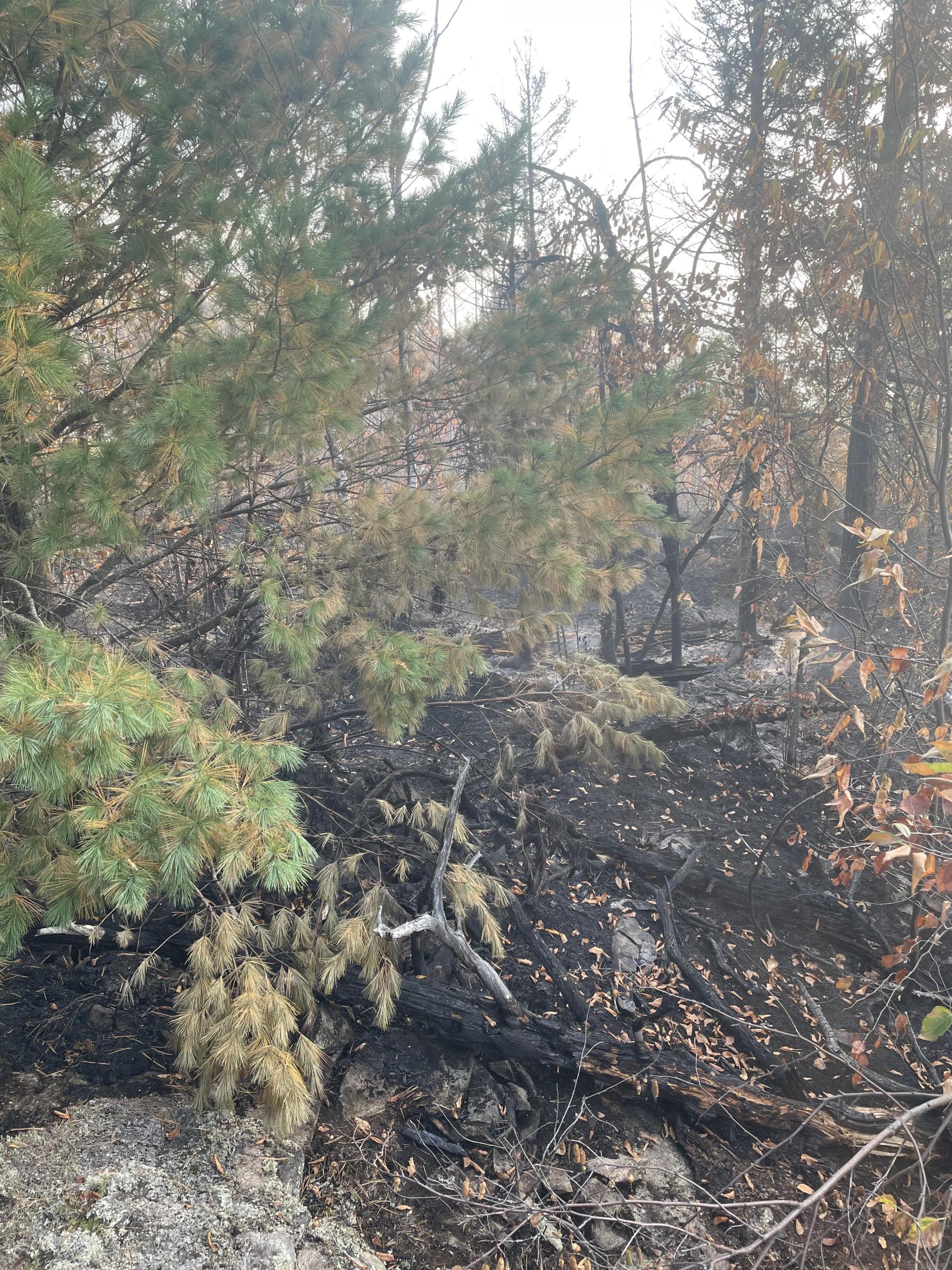 Image of blackened forest floor under trees 