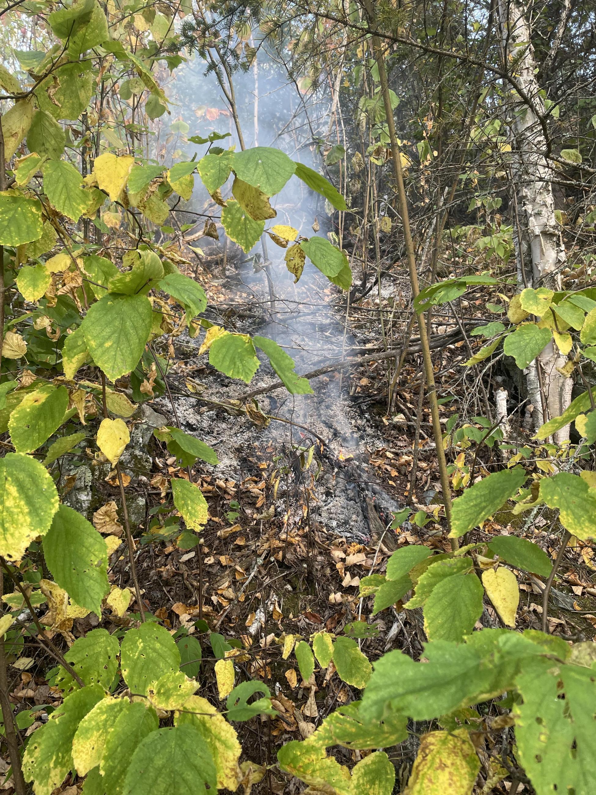 Little smoke rising from burnt forest floor 