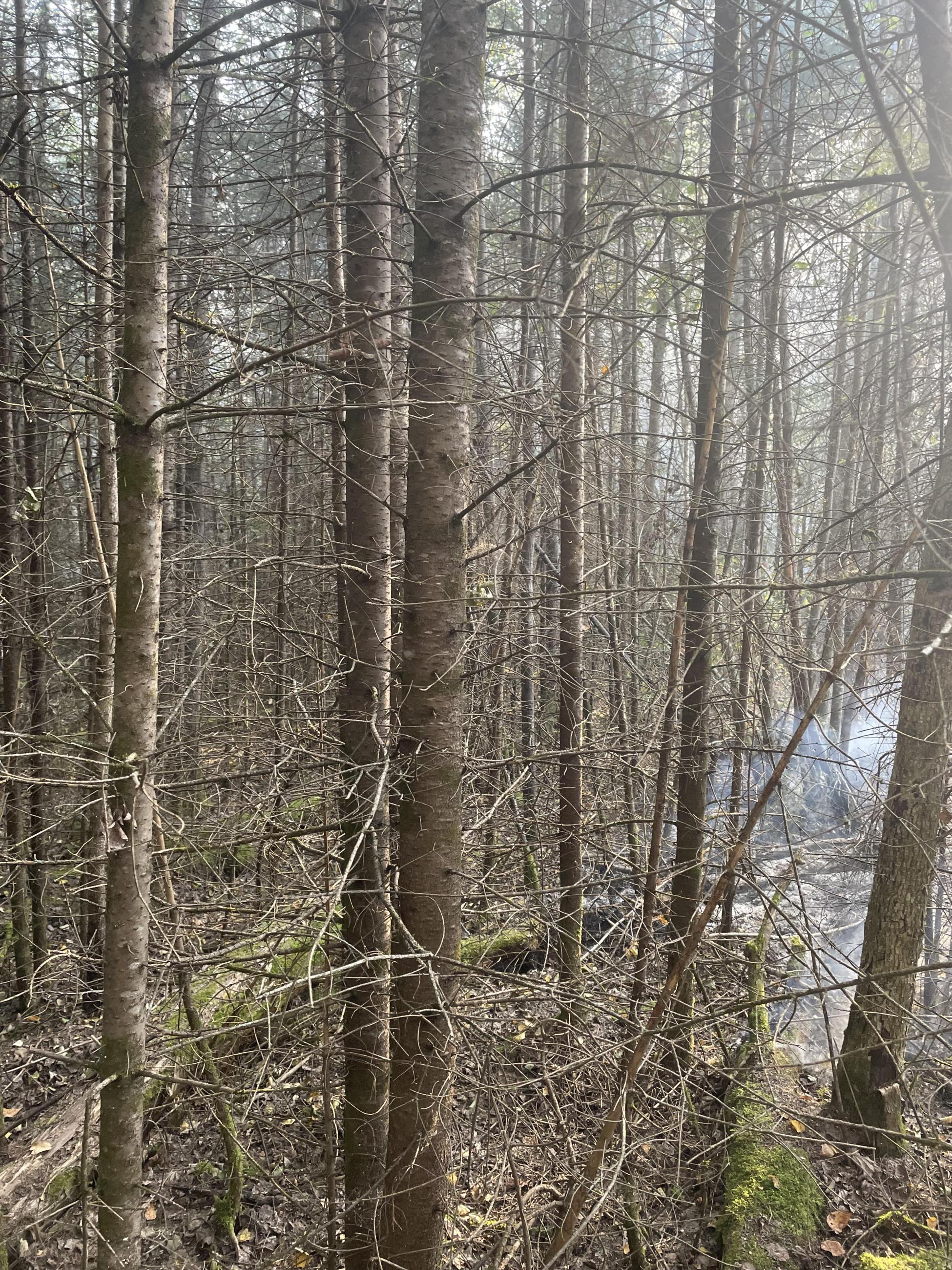 Smoke in thick dead forest 