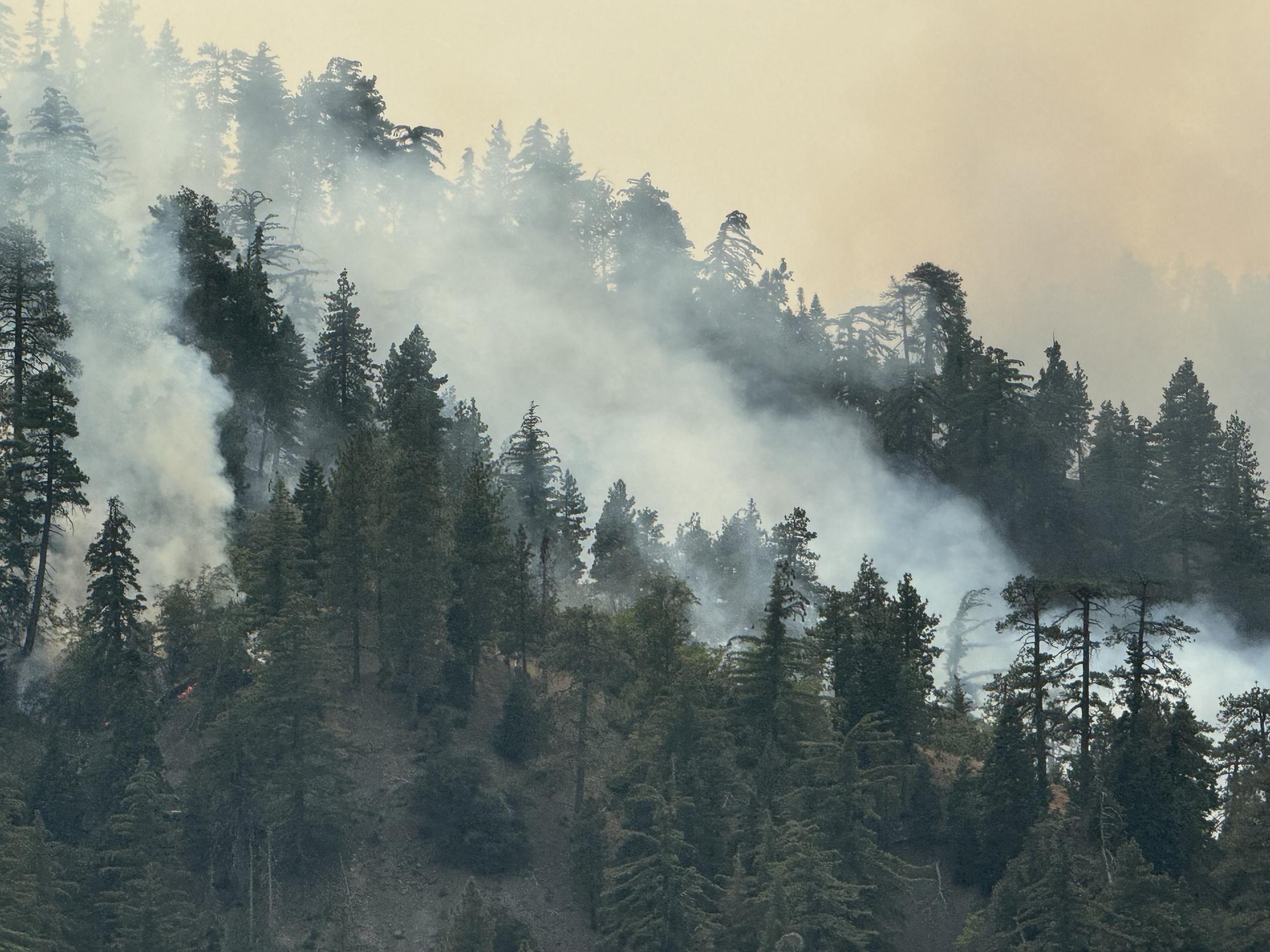 Dark tree canopy with white smoke emerging up into the sky 