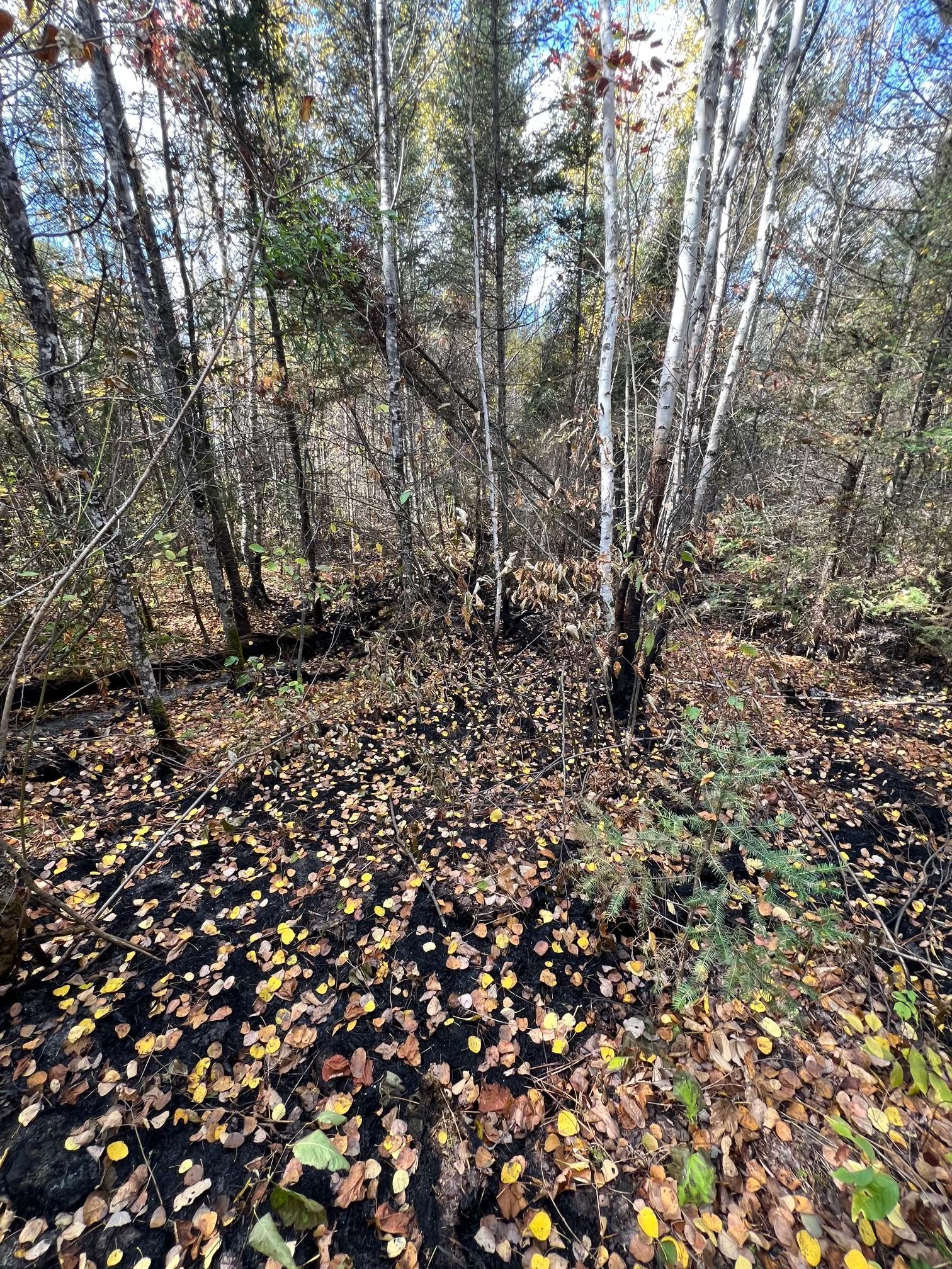 Fall leaves over a black forest floor 