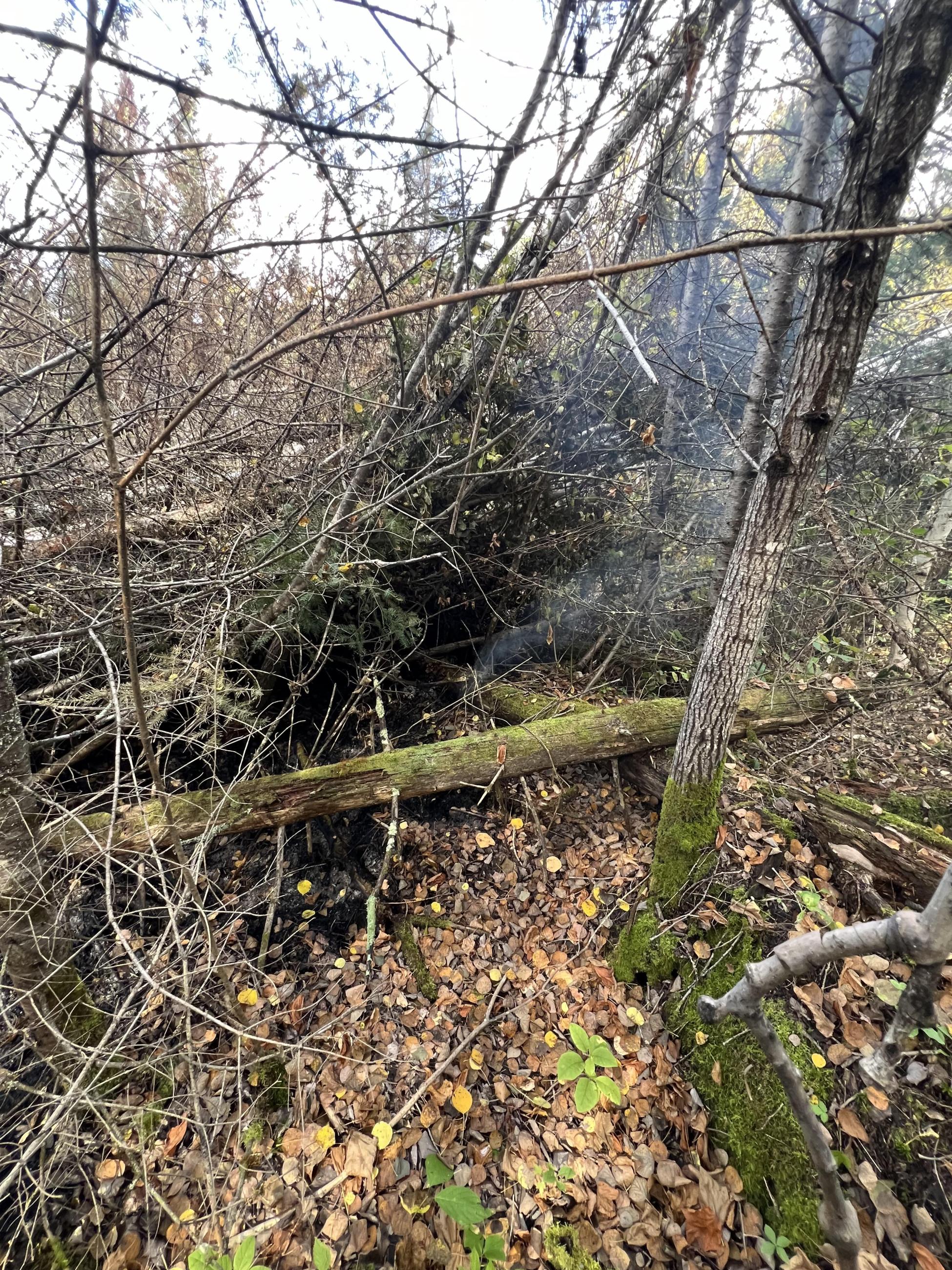 Smoke drifts from a stack of trees on the ground 