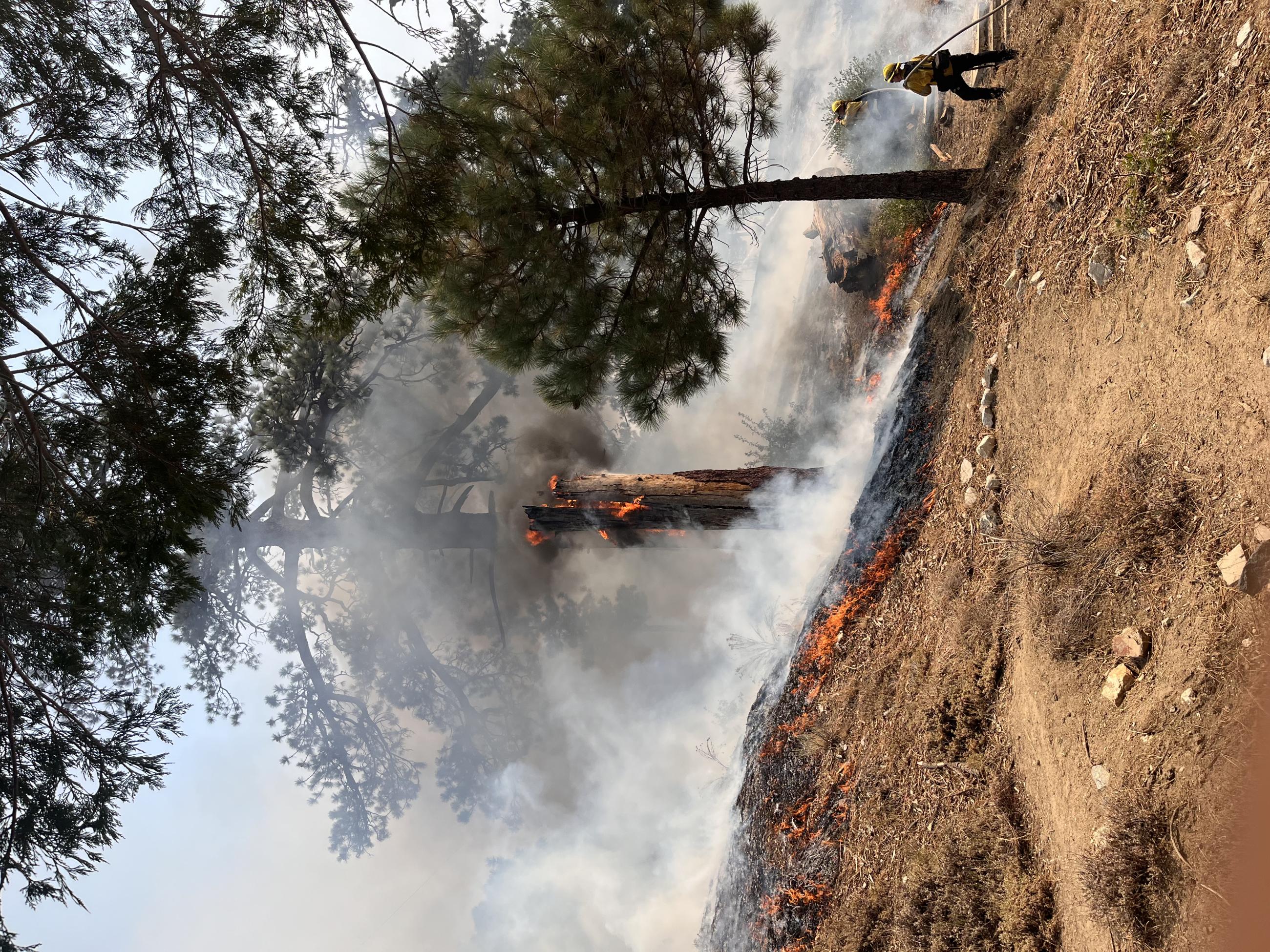 A firefighter in yellow Nomex is operating a fire hose that is spraying water at a burning tree trunk with smoke in the background. 