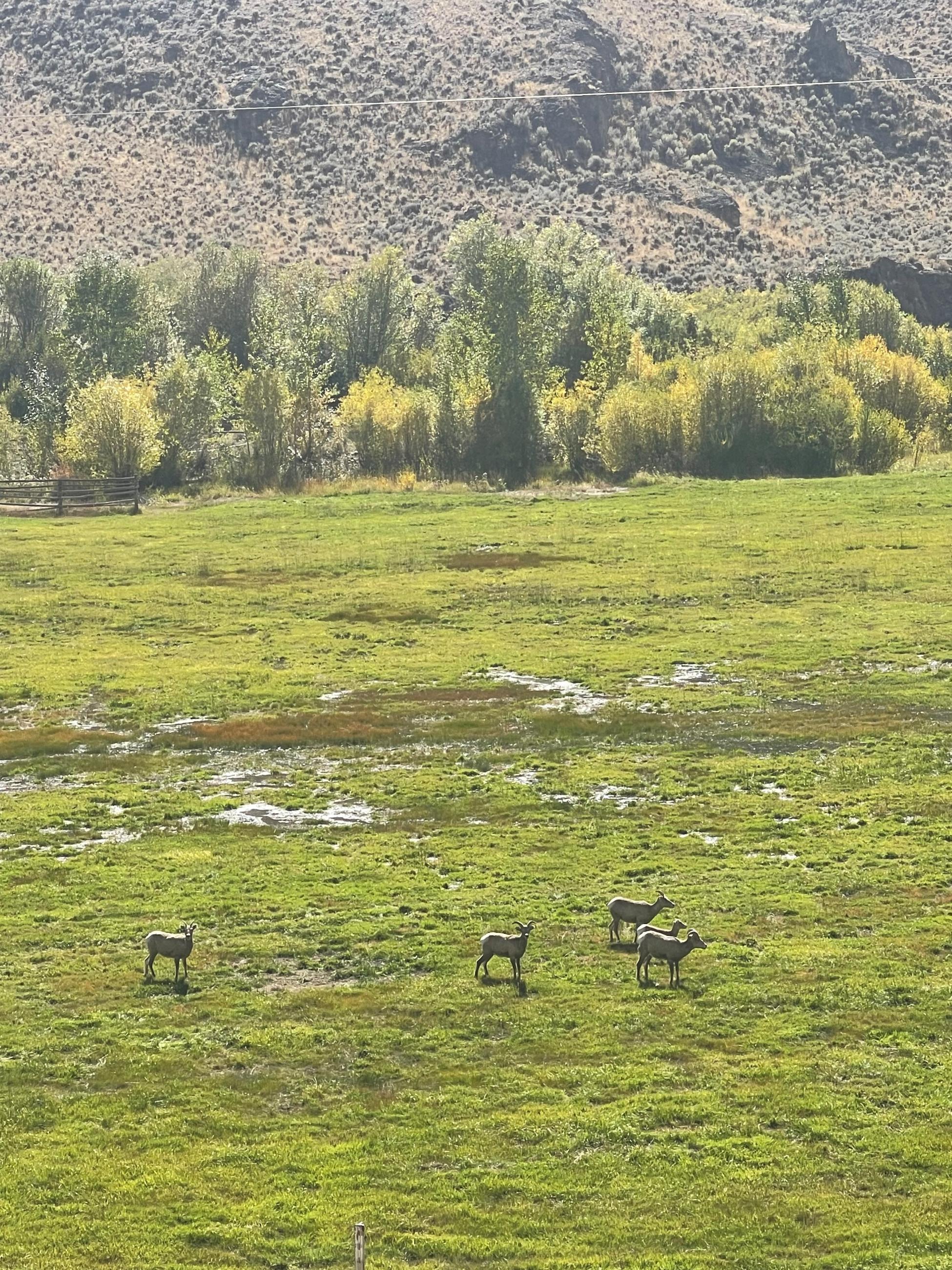 Mountain Sheep on private property along East Fork Road, September 25