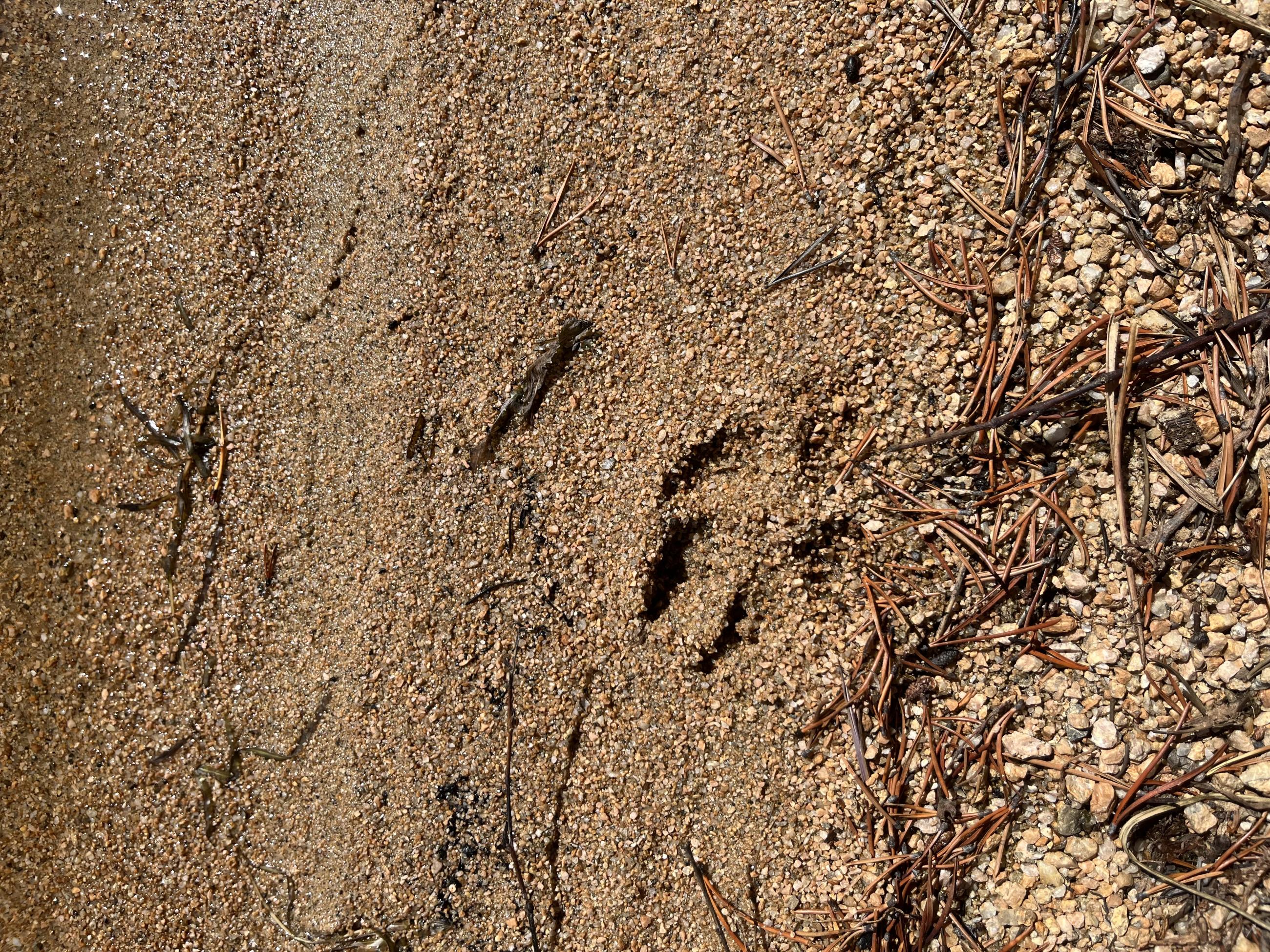 Elk print in the sand on the shore of Stanley Lake