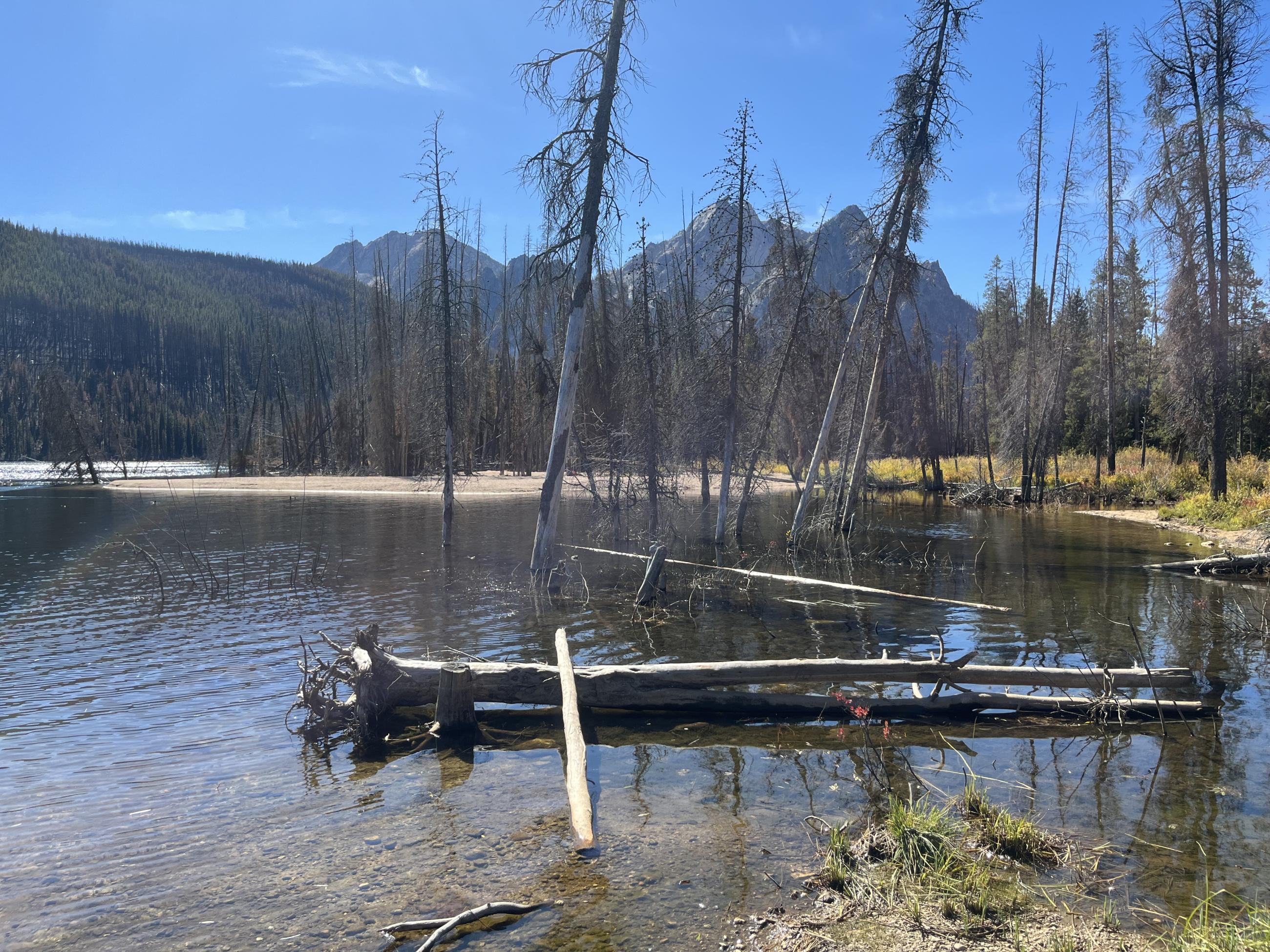 Burned snags at Stanley Lake