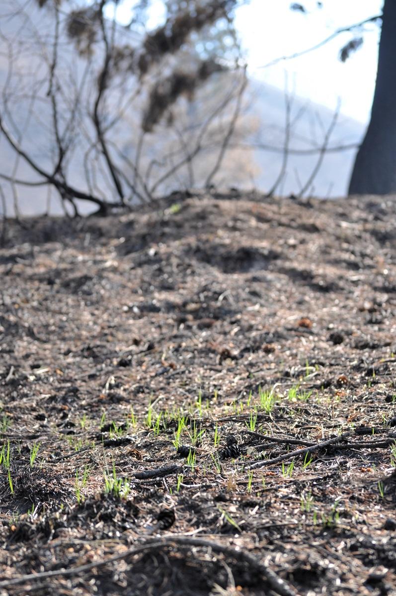 Grasses emerging from burned land