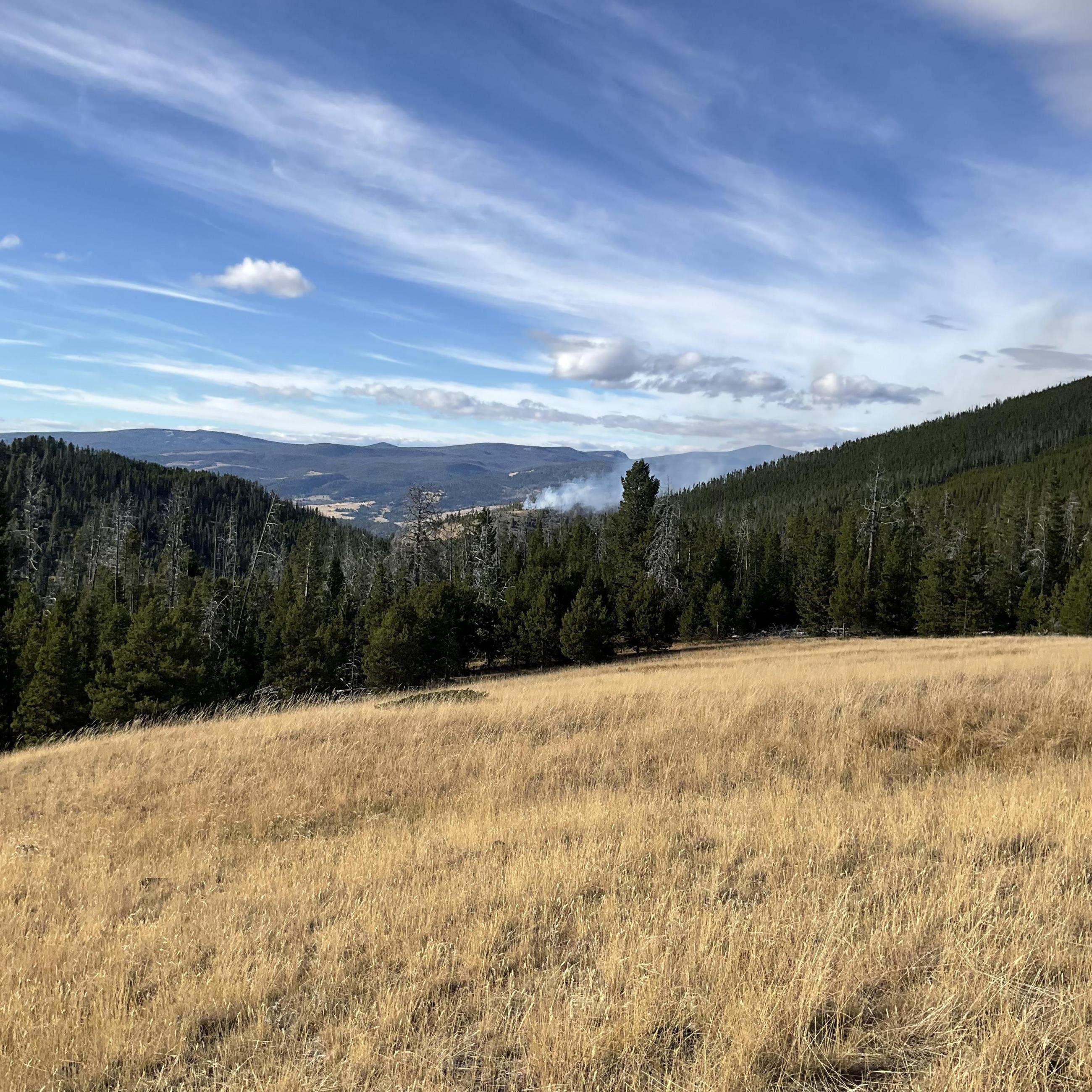 Distant view of the small plume of smoke in the Forest past the dry grass meadow.