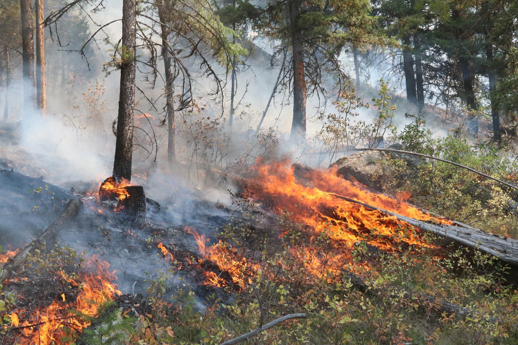 Fire Consumes Ground Fuels in Forest Above East Fork Road 