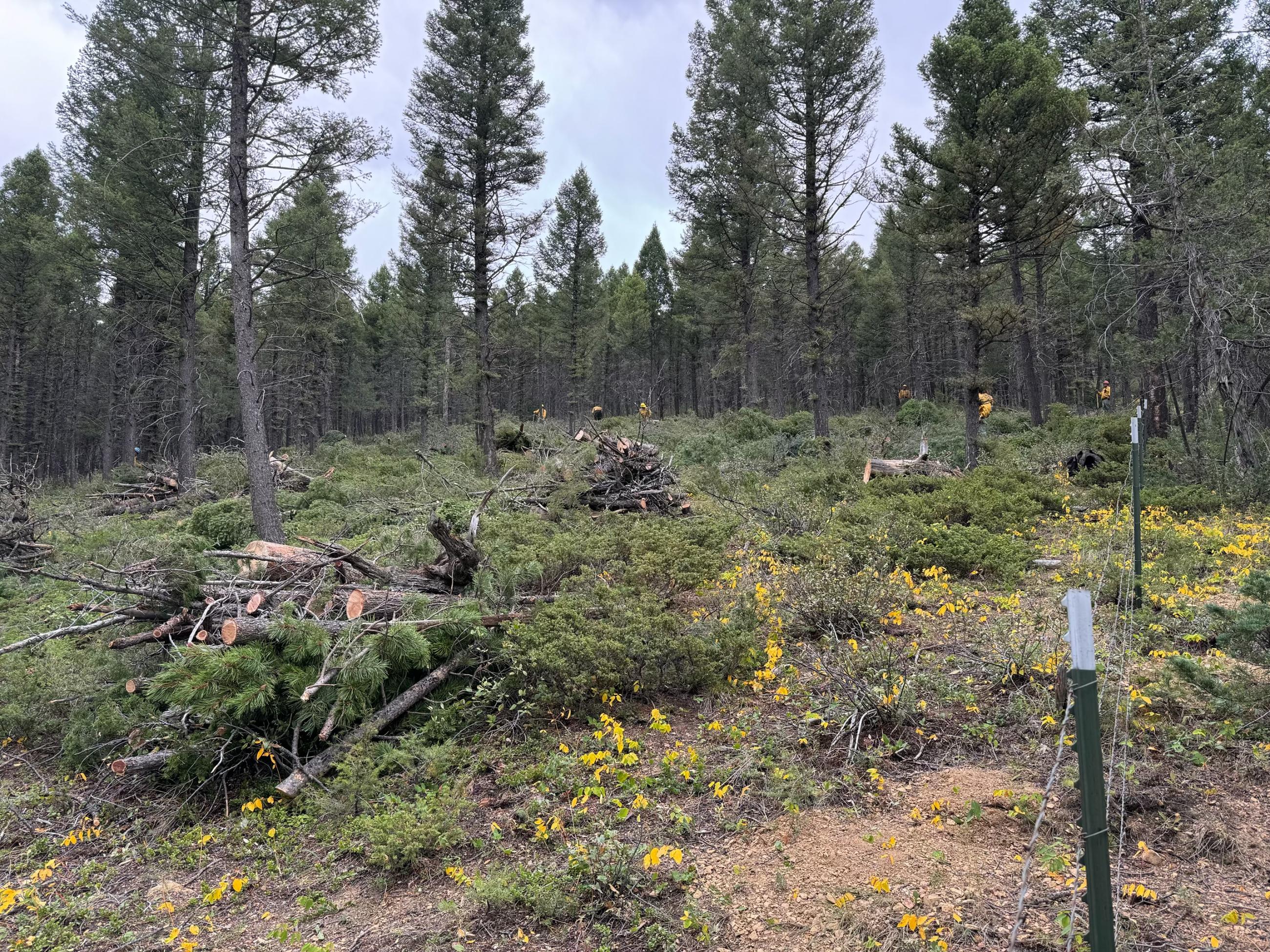 Brush piled on North Fork of Prickly Pear road, ready for removal