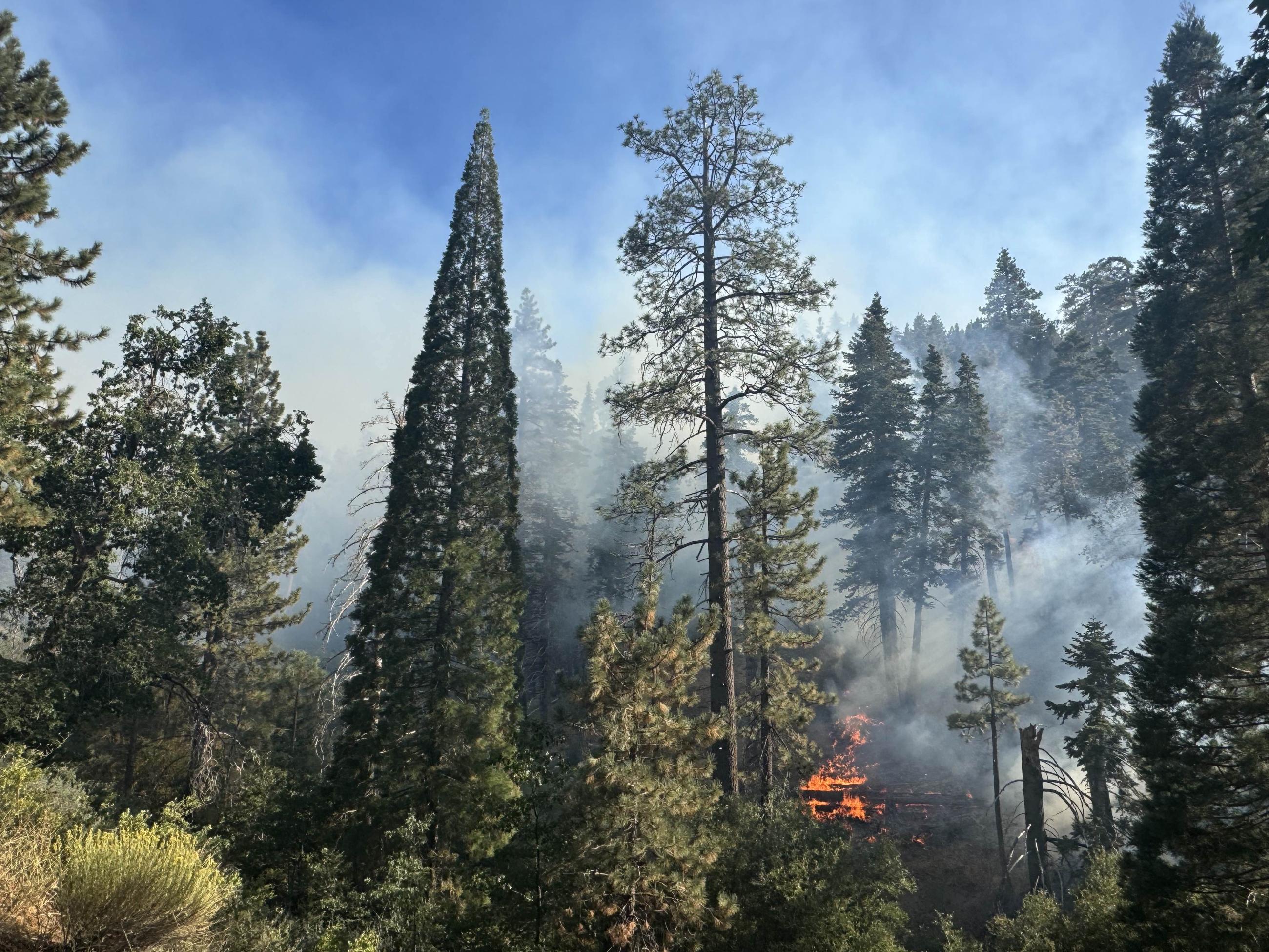 A landscape view of a burning forest with smoke in the air.