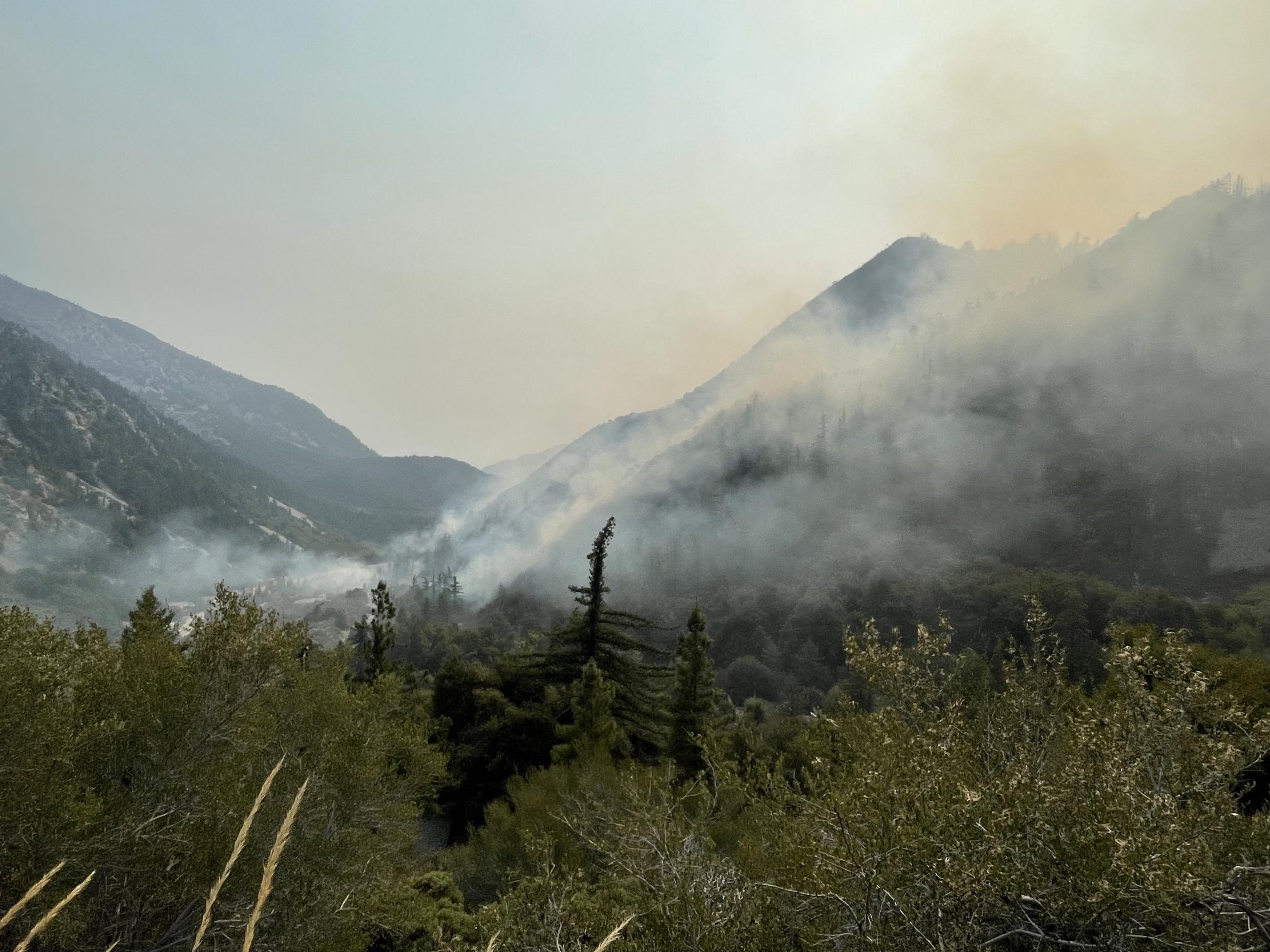 Smoldering in a forested area.