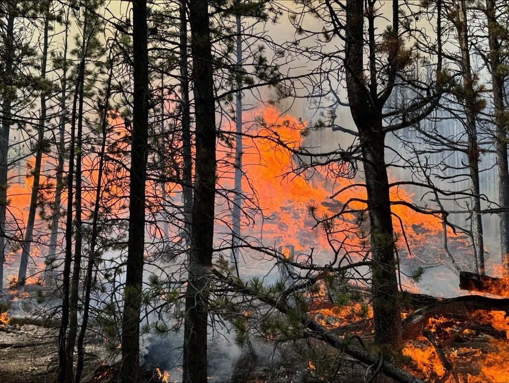 Flames and smoke through trees in the forest