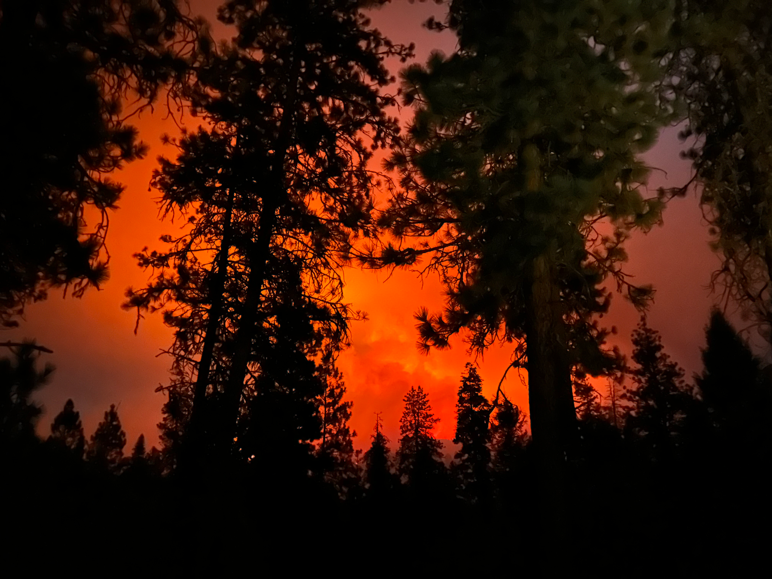 Night glow of the Lava Fire with silhouetted trees