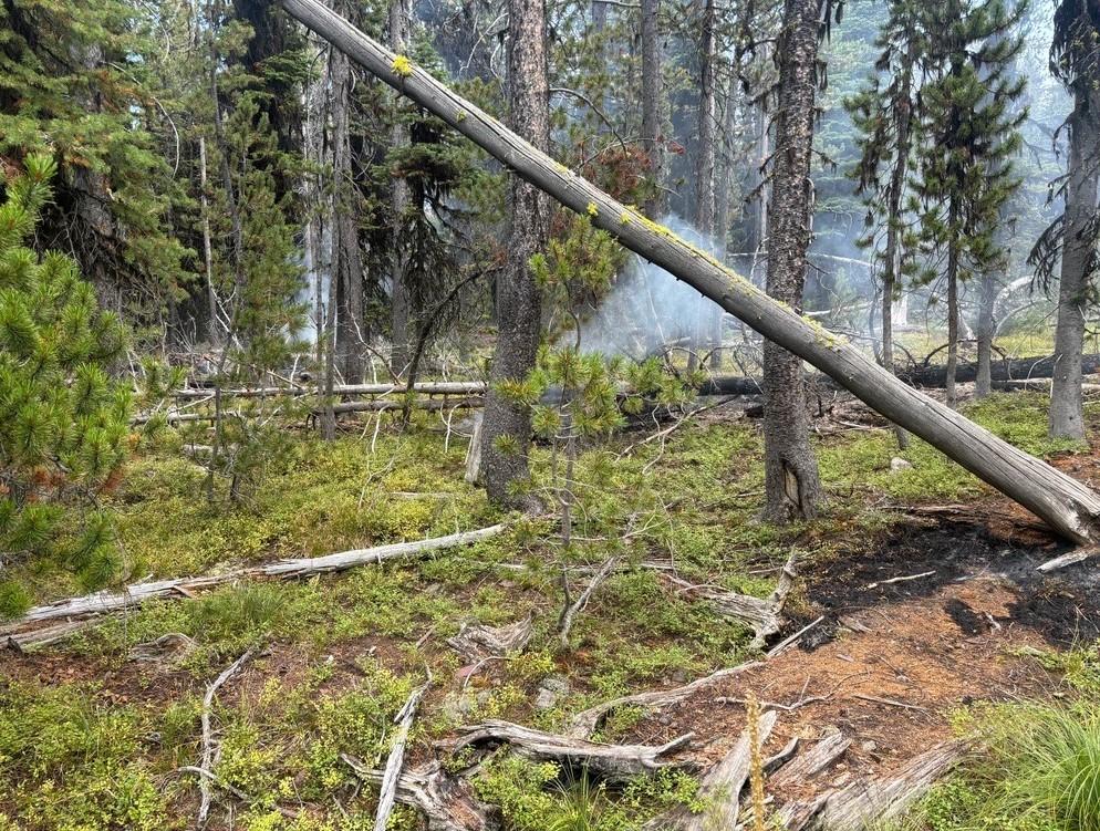 Light white smoke lifting behind burned areas of a green forest with dead & live pine trees.