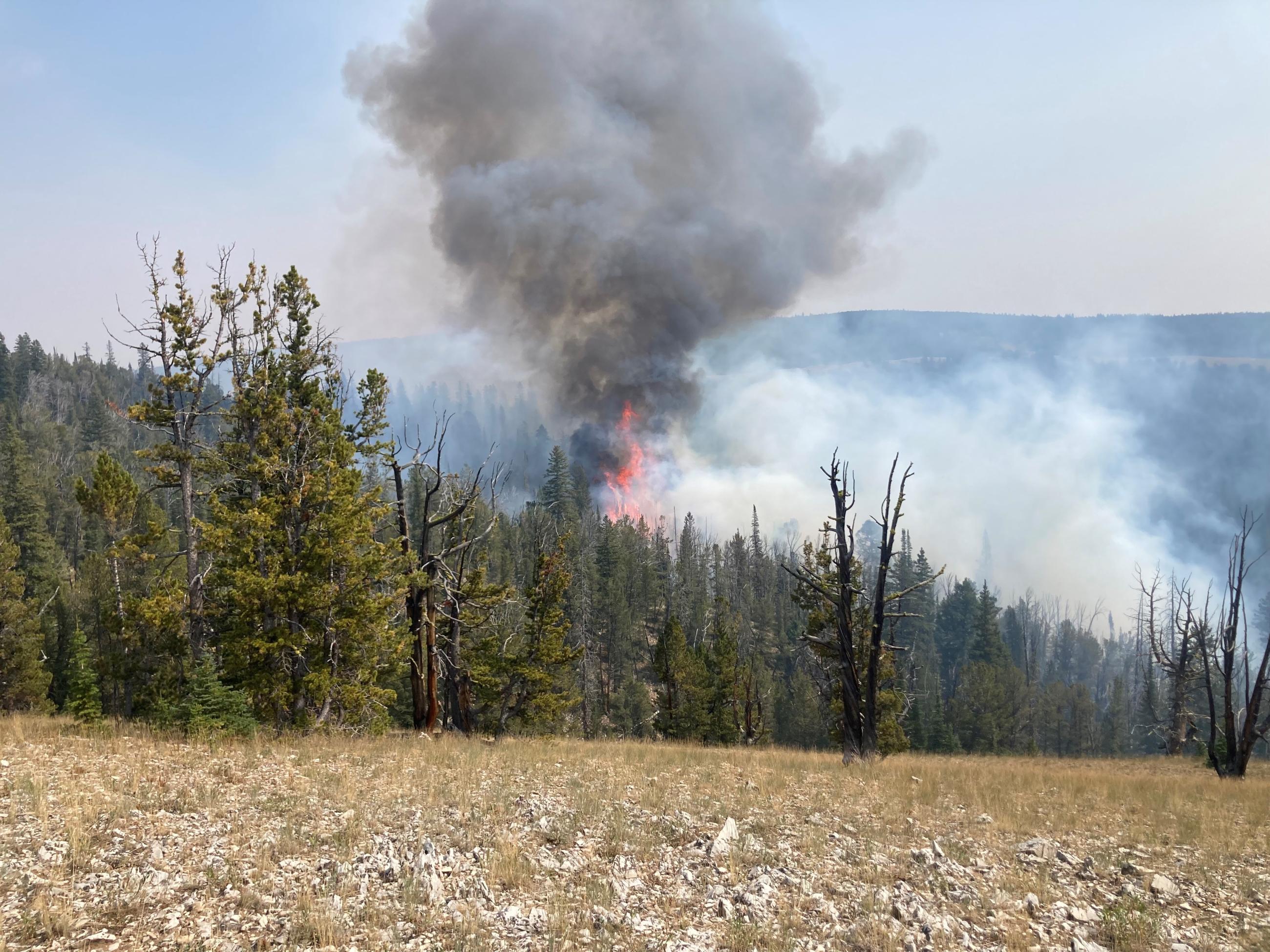 Long Tom Fire flames in the timber, 9-8-24