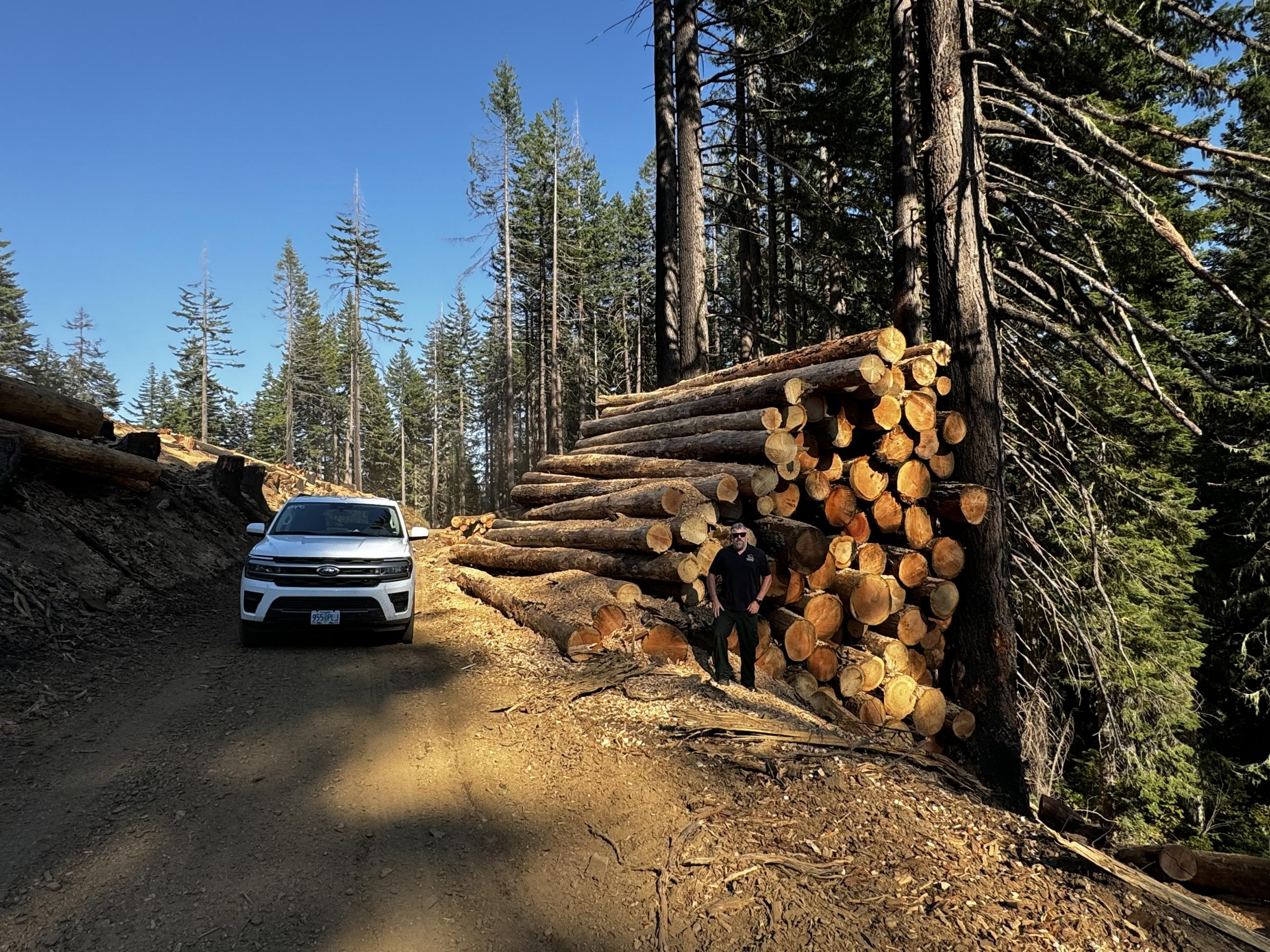 This photograph shows processed salvaged timber stacked along a forest road.
