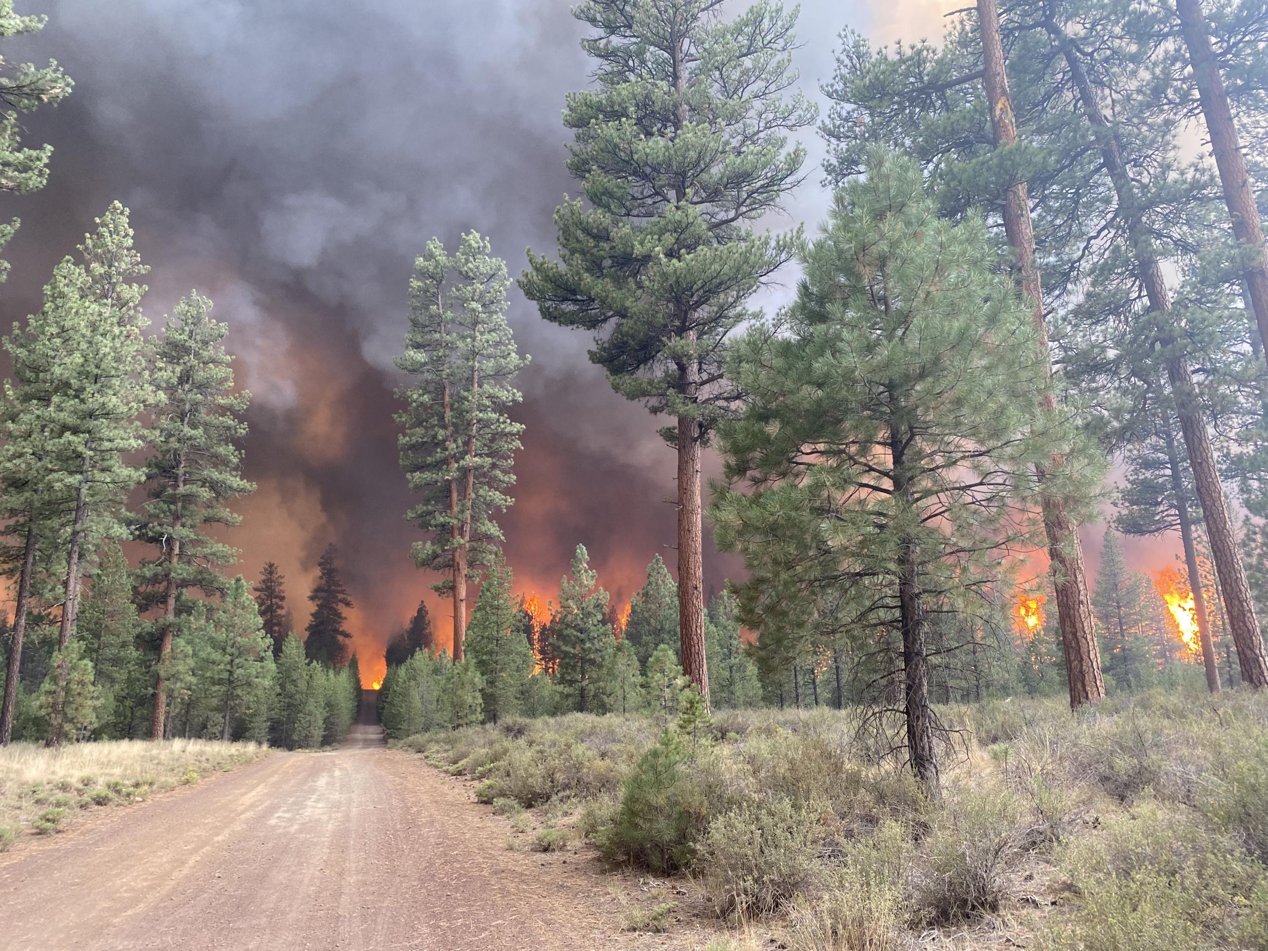 Road through pine forest with wildfire flames and dark smoke.