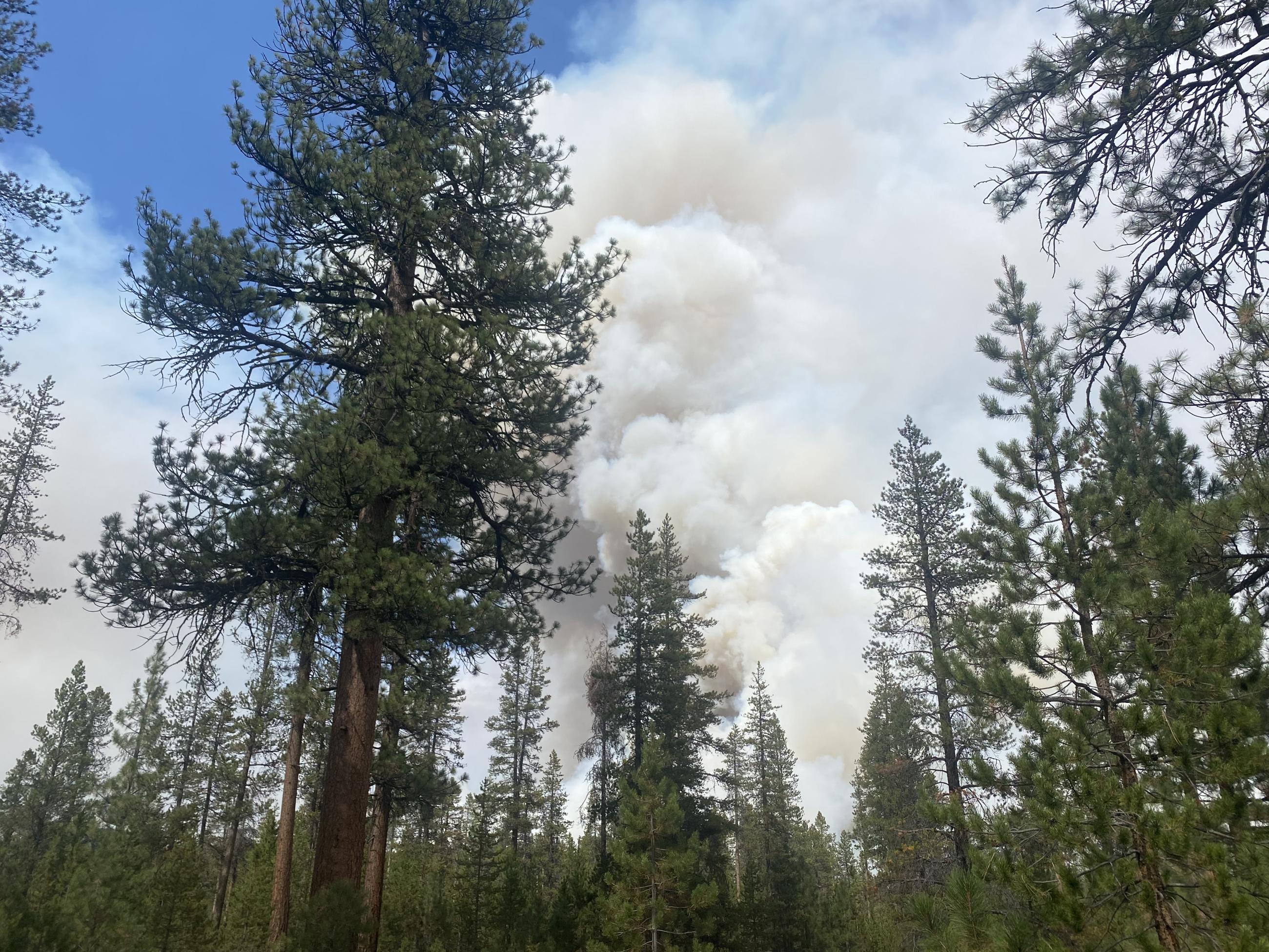 Little Lava Fire smoke column rising from the trees