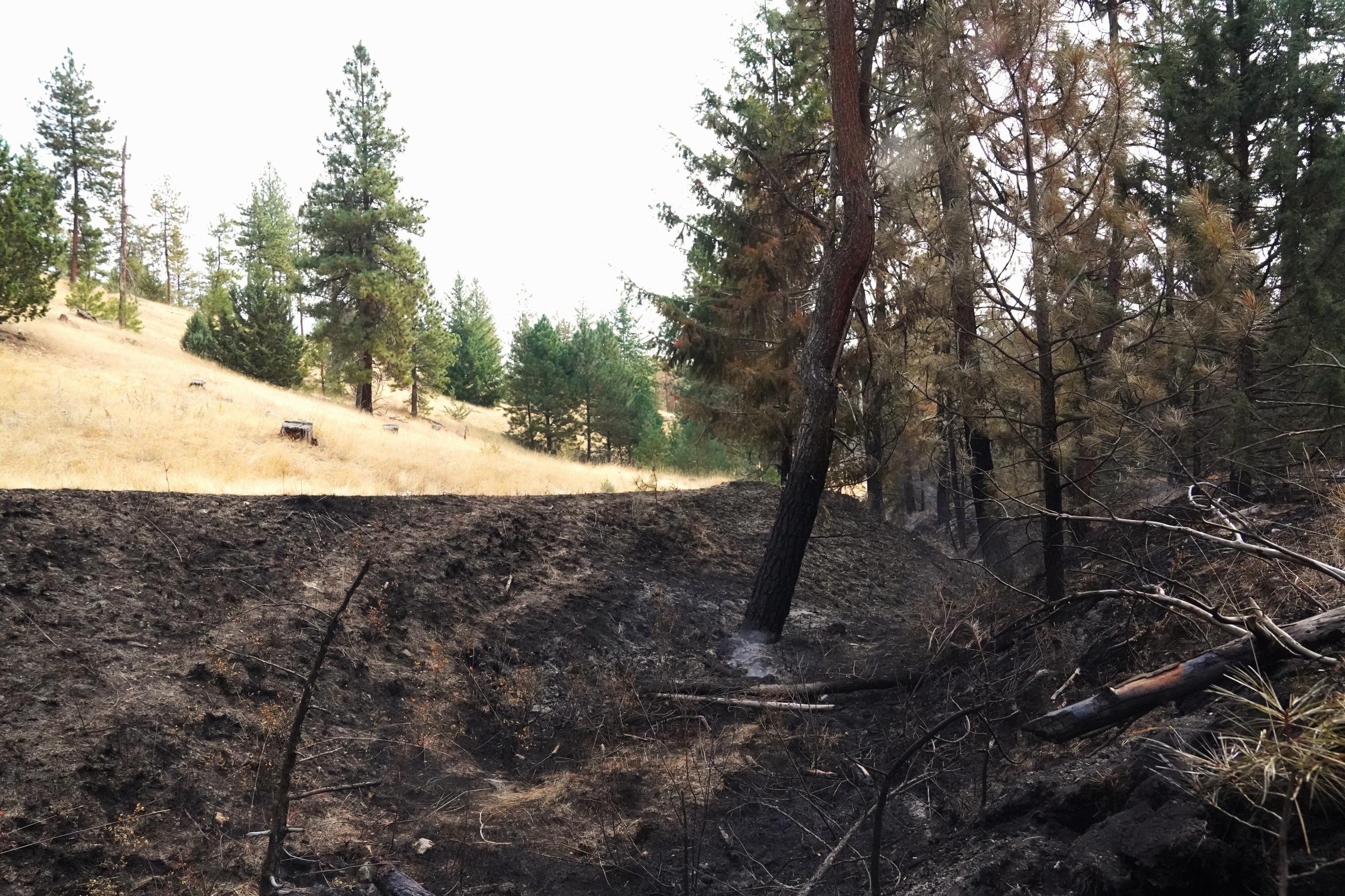 Large unburned island in the Service Fire