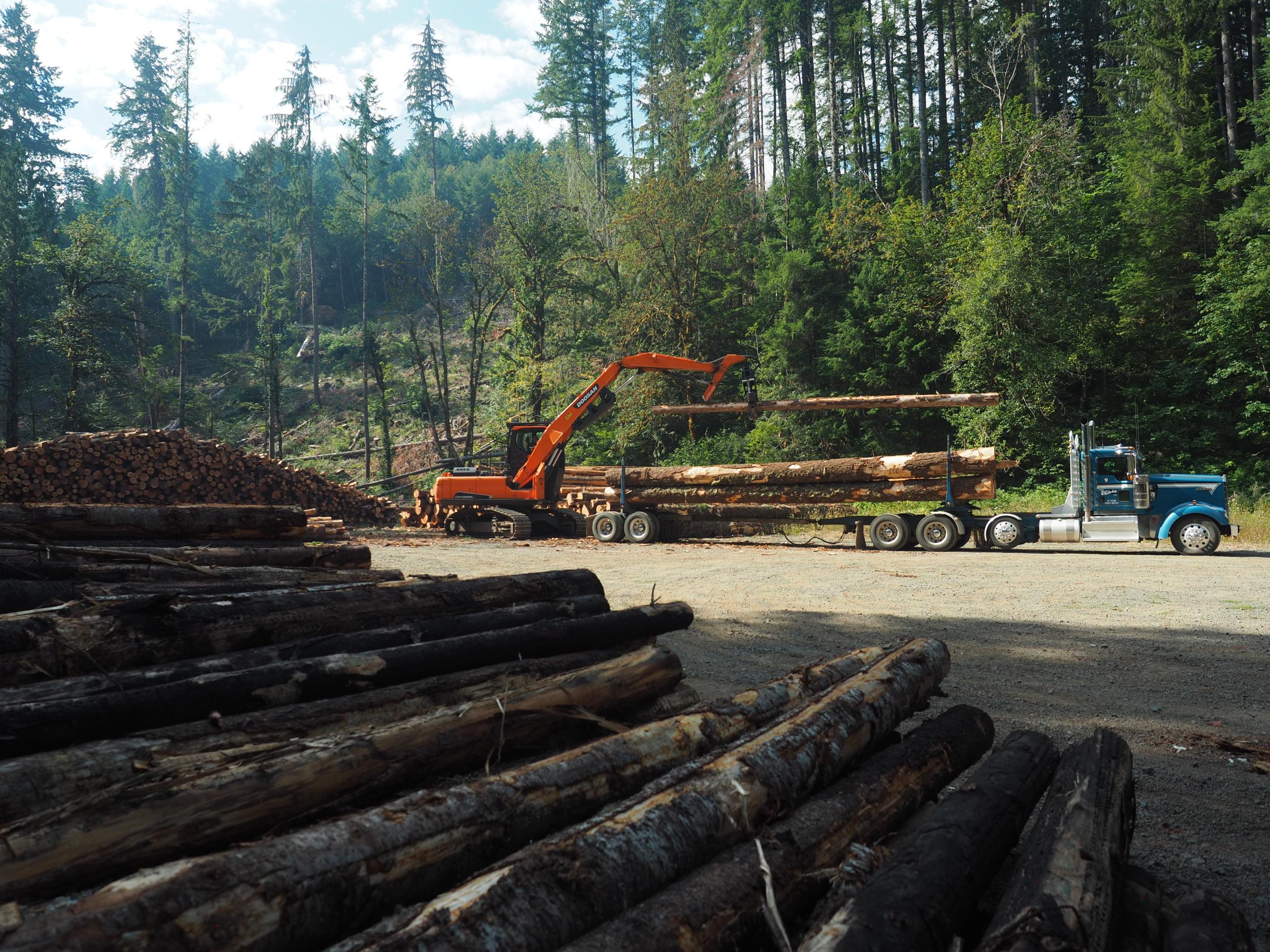 This photograph shows salvaged logs being unloaded from a timber hauling truck.