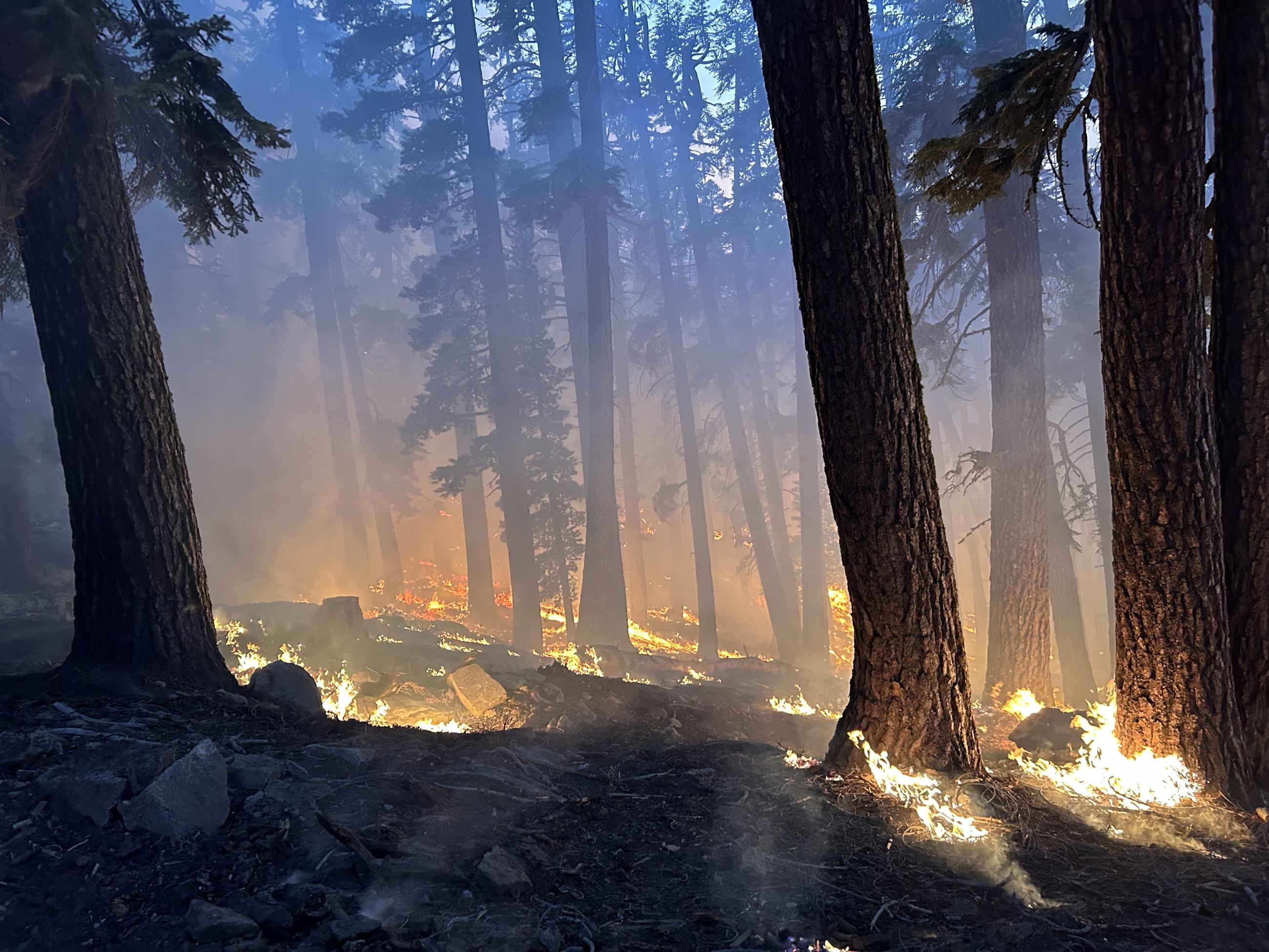 Flames and smoke in forest.