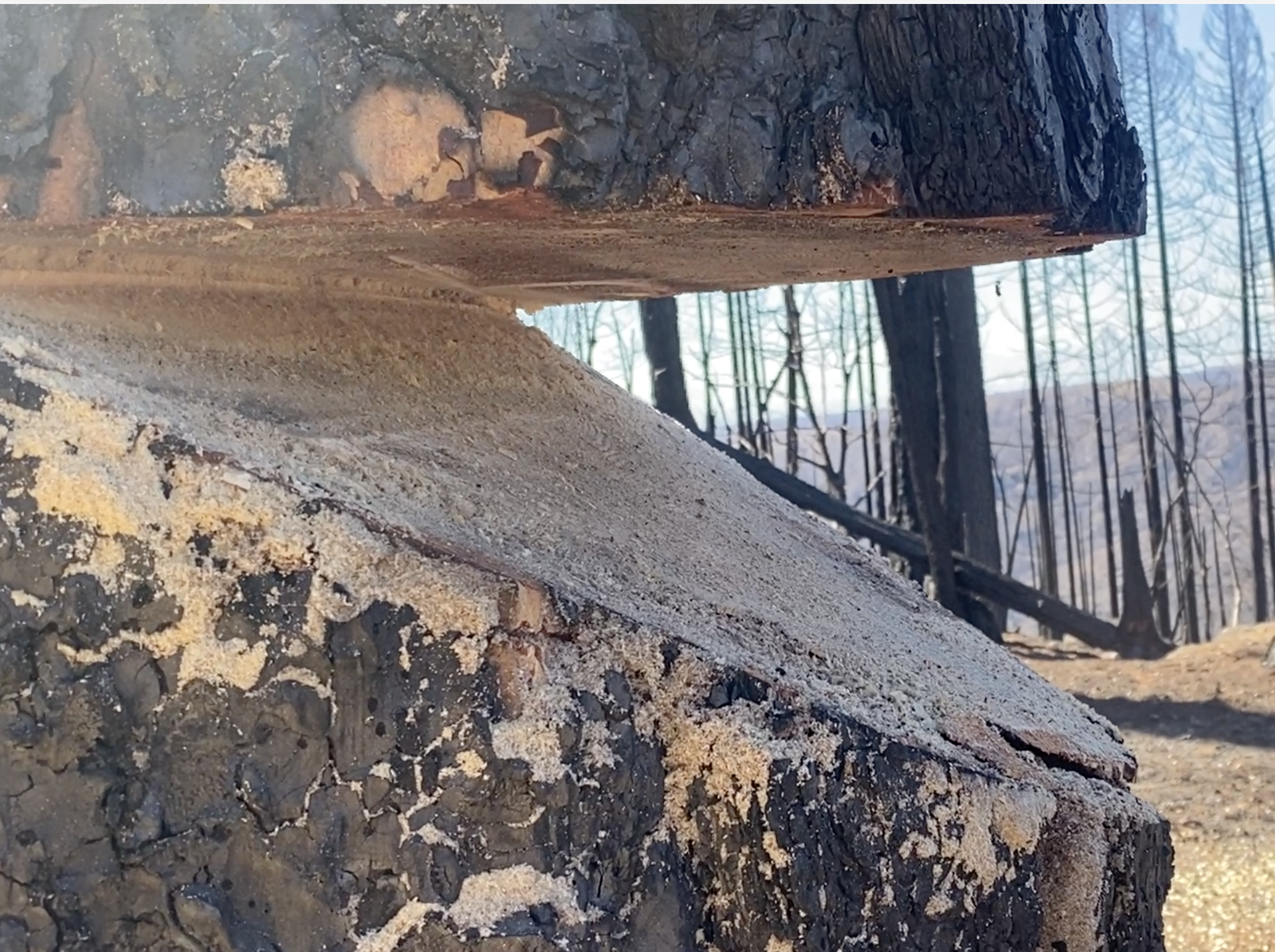 Photo showing the face cut on a Hazard Tree.